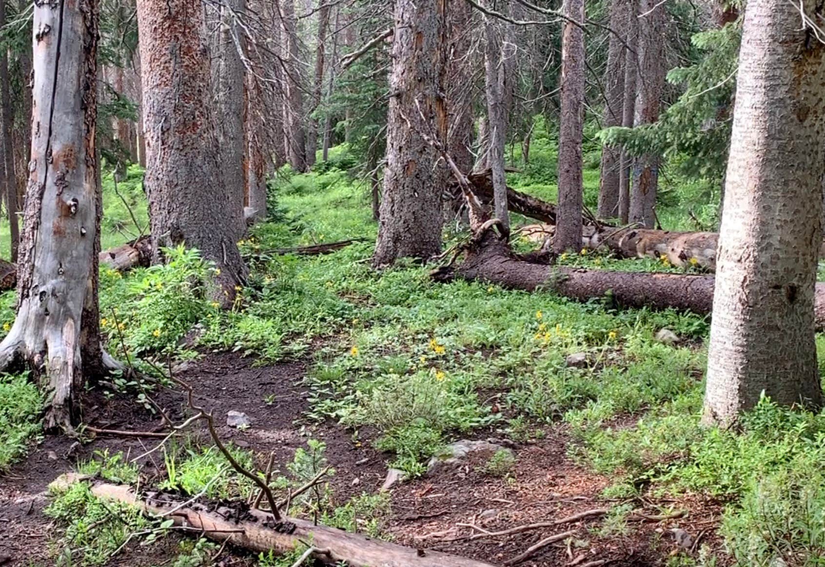Camper-submitted photo at Poage Lake Primitive Campsite near Rio Grande National Forest