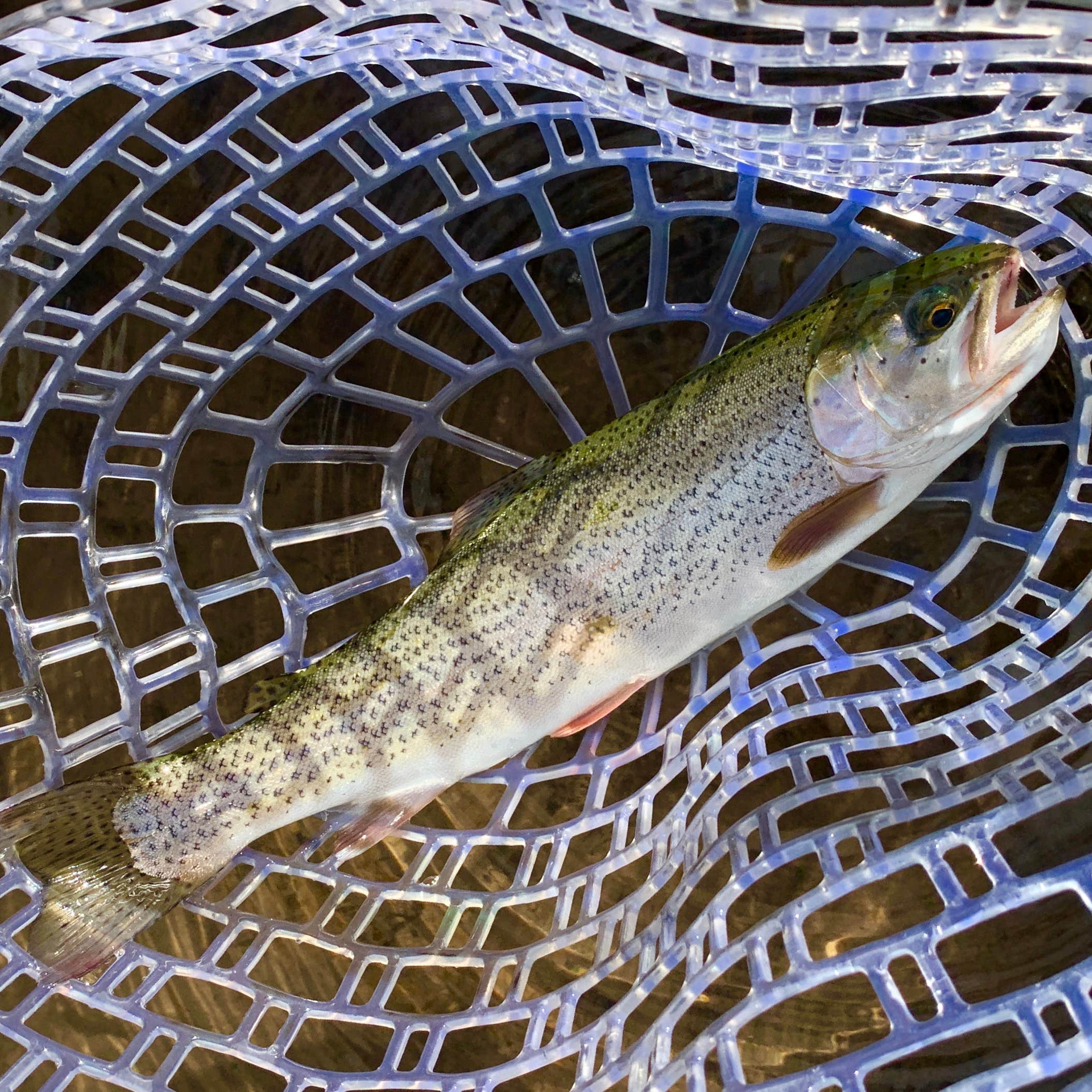 Camper-submitted photo at Poage Lake Primitive Campsite near Rio Grande National Forest