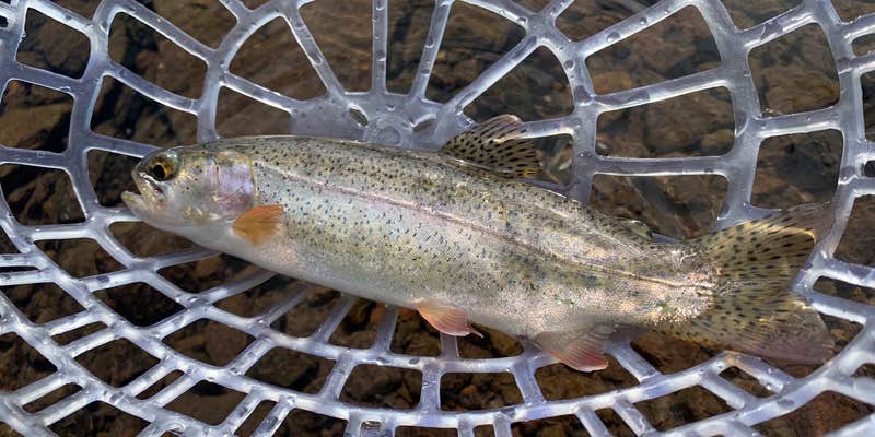 Camper submitted image from Poage Lake Primitive Campsite