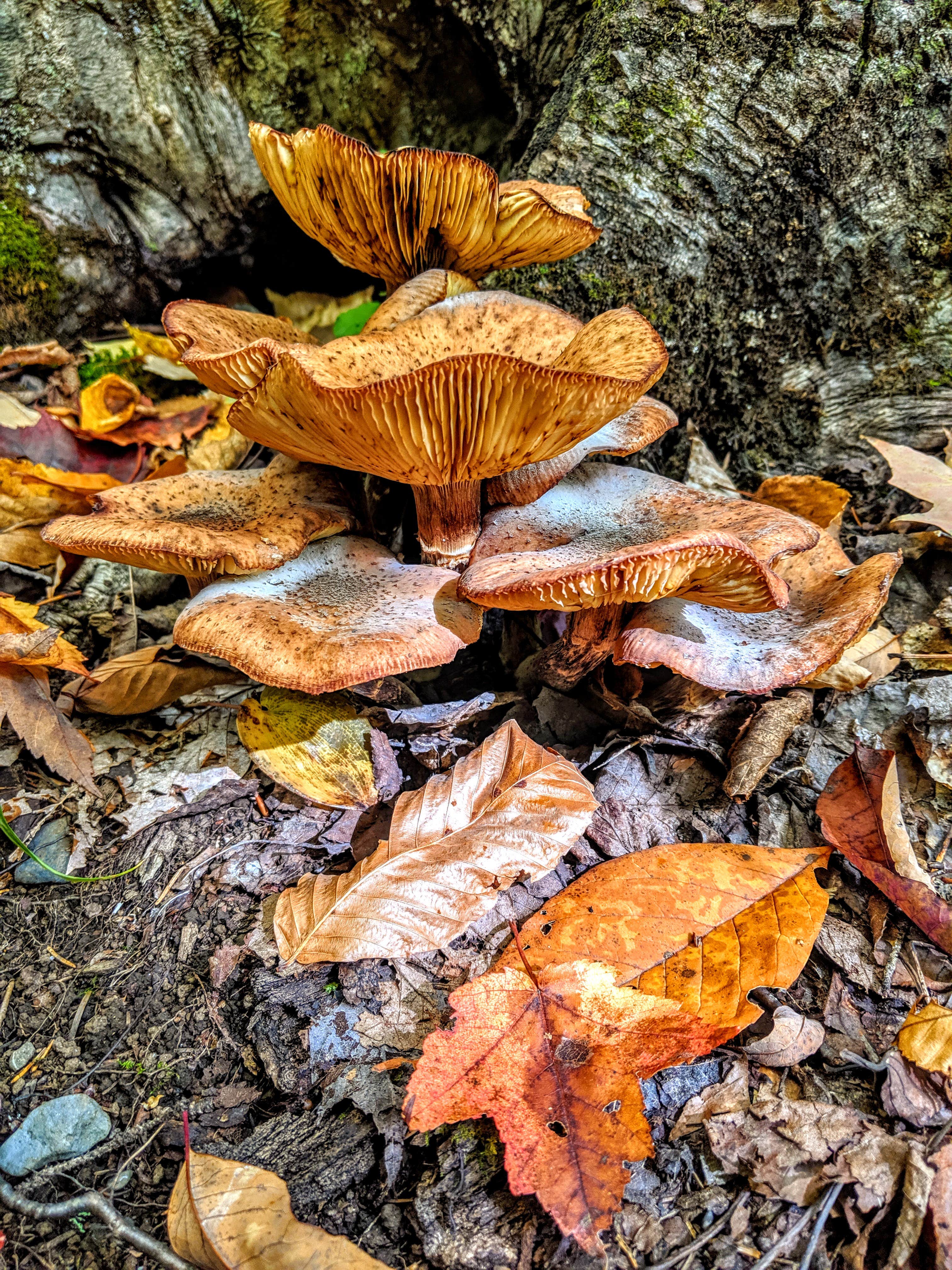 Camper-submitted photo at Pleasant River (Katahdin Ironworks) near Willimantic, ME