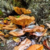 Review photo of Pleasant River (Katahdin Ironworks) by Shari  G., October 30, 2019