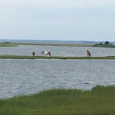 Review photo of Bayside Assateague Campground — Assateague Island National Seashore by Annelise S., August 18, 2017