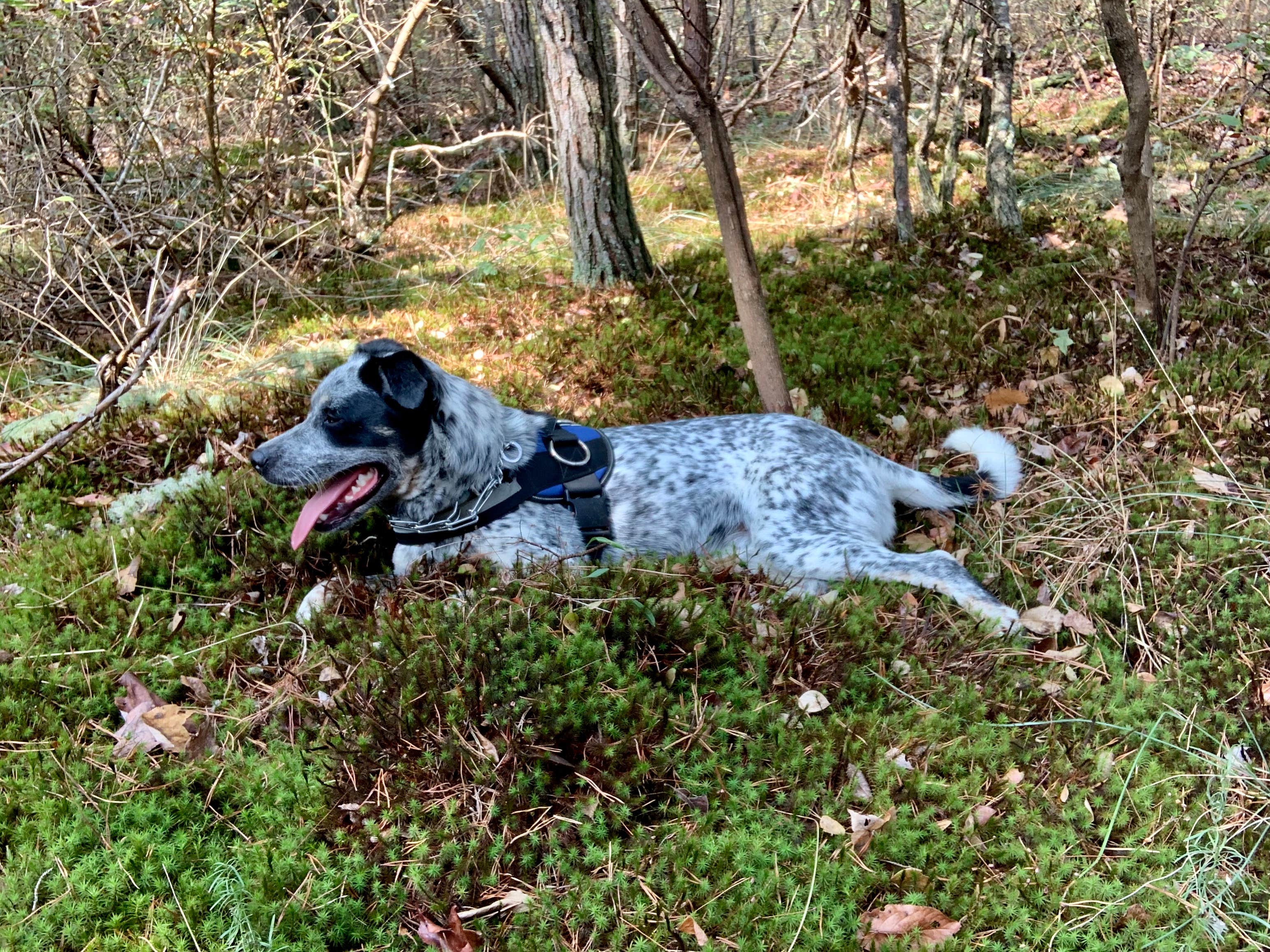 Steve V.'s photo of camping with pets at DeSoto State Park Campground near Pisgah, AL