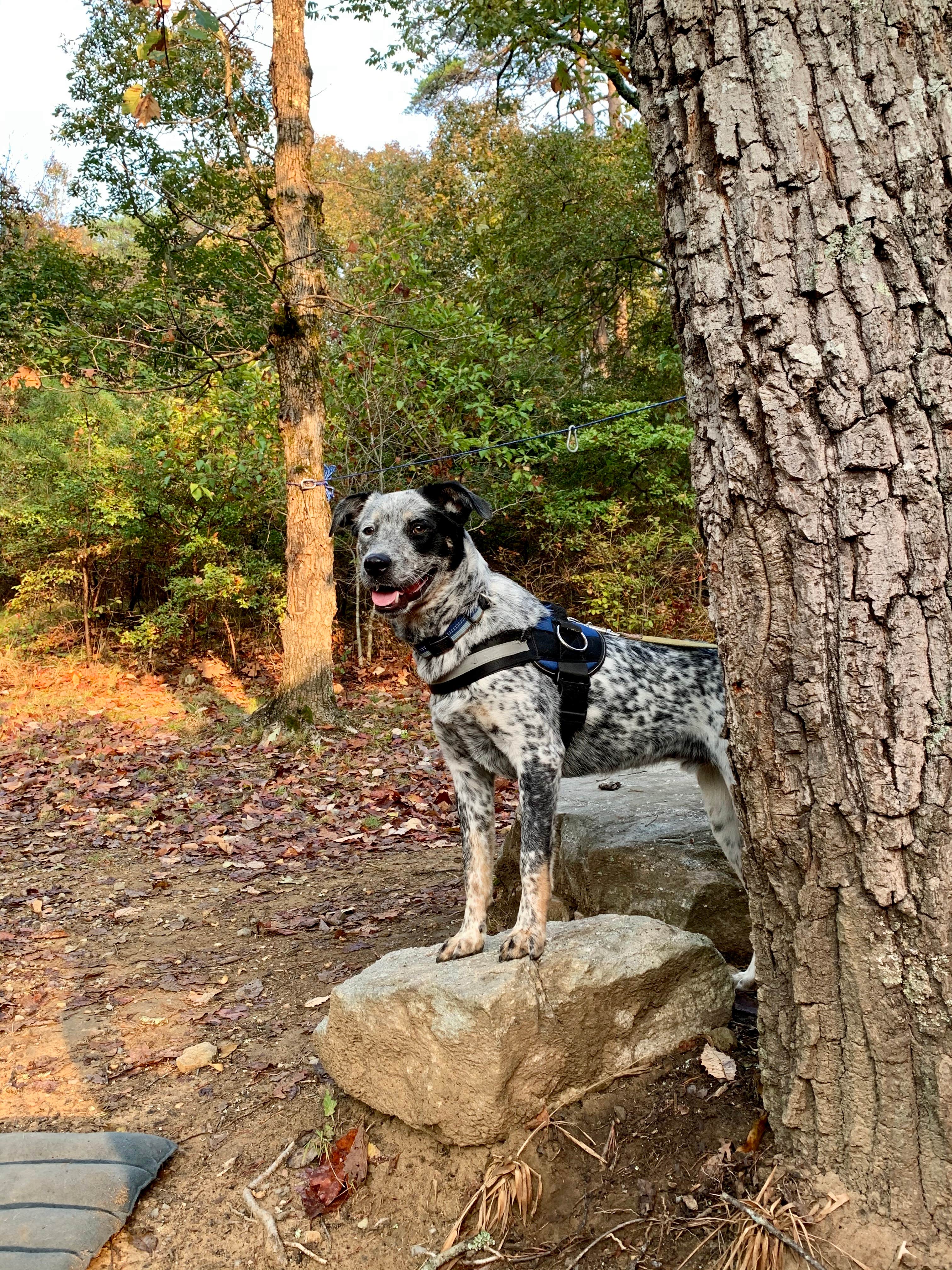 Steve V.'s photo of camping with pets at DeSoto State Park Campground near Fort Payne, AL