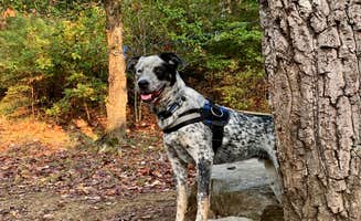 Steve V.'s photo of camping with pets at DeSoto State Park Campground near Rising Fawn, GA