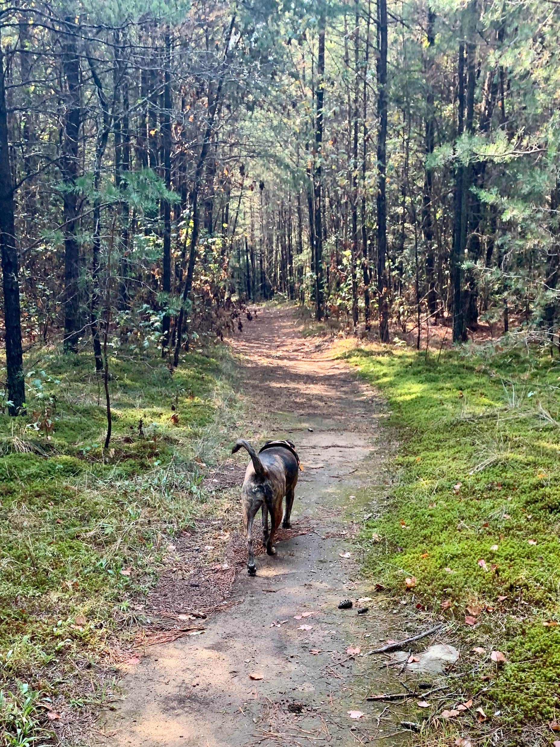 Steve V.'s photo of camping with pets at DeSoto State Park Campground near Fort Payne, AL