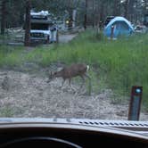Review photo of Chief Hosa Campground by Bounding Around , October 31, 2019