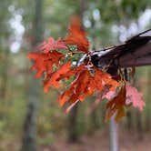 Review photo of Cloudland Canyon State Park Campground by Steve V., October 31, 2019