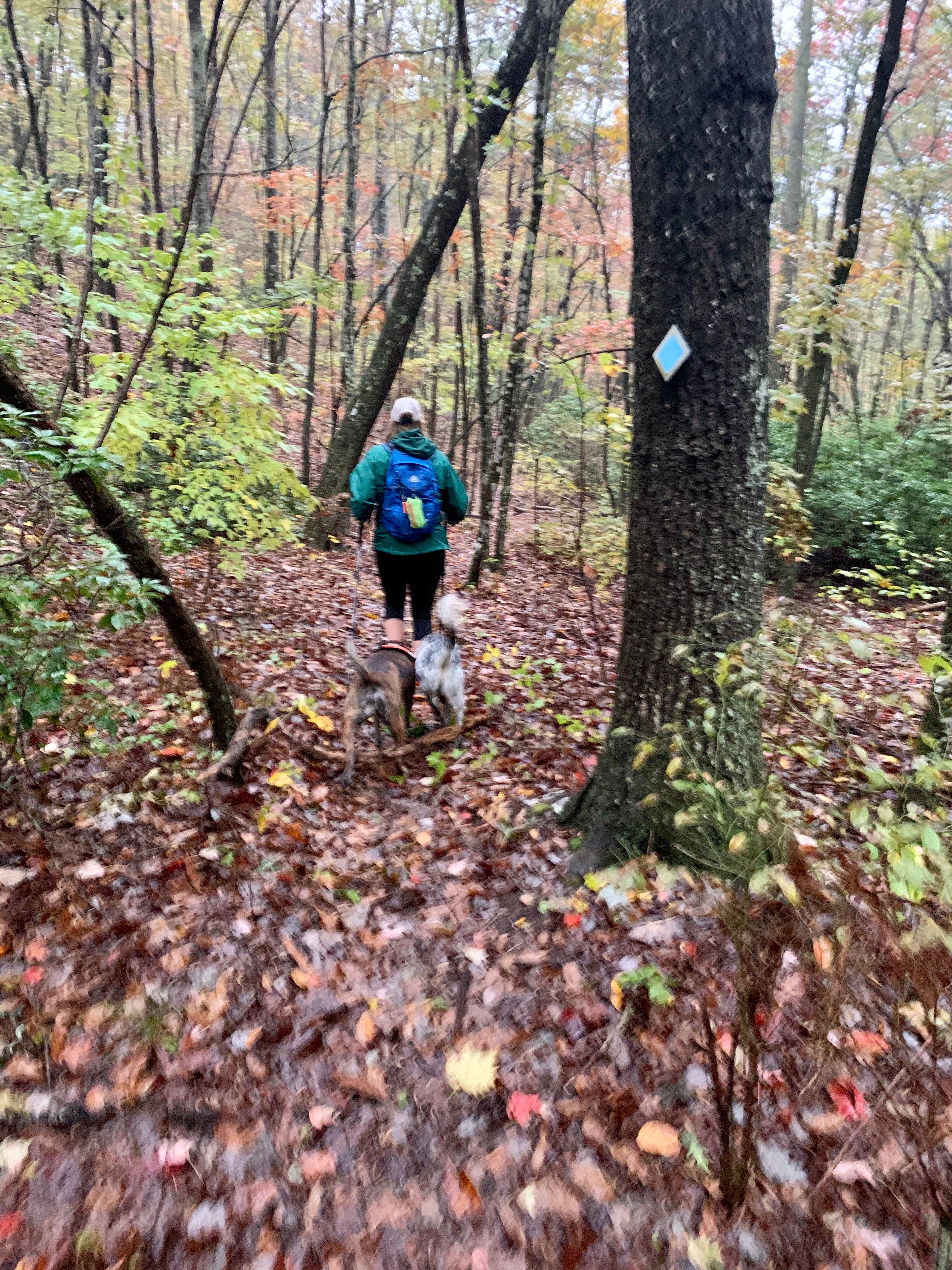 Steve V.'s photo of camping with pets at Cloudland Canyon State Park Campground in Georgia