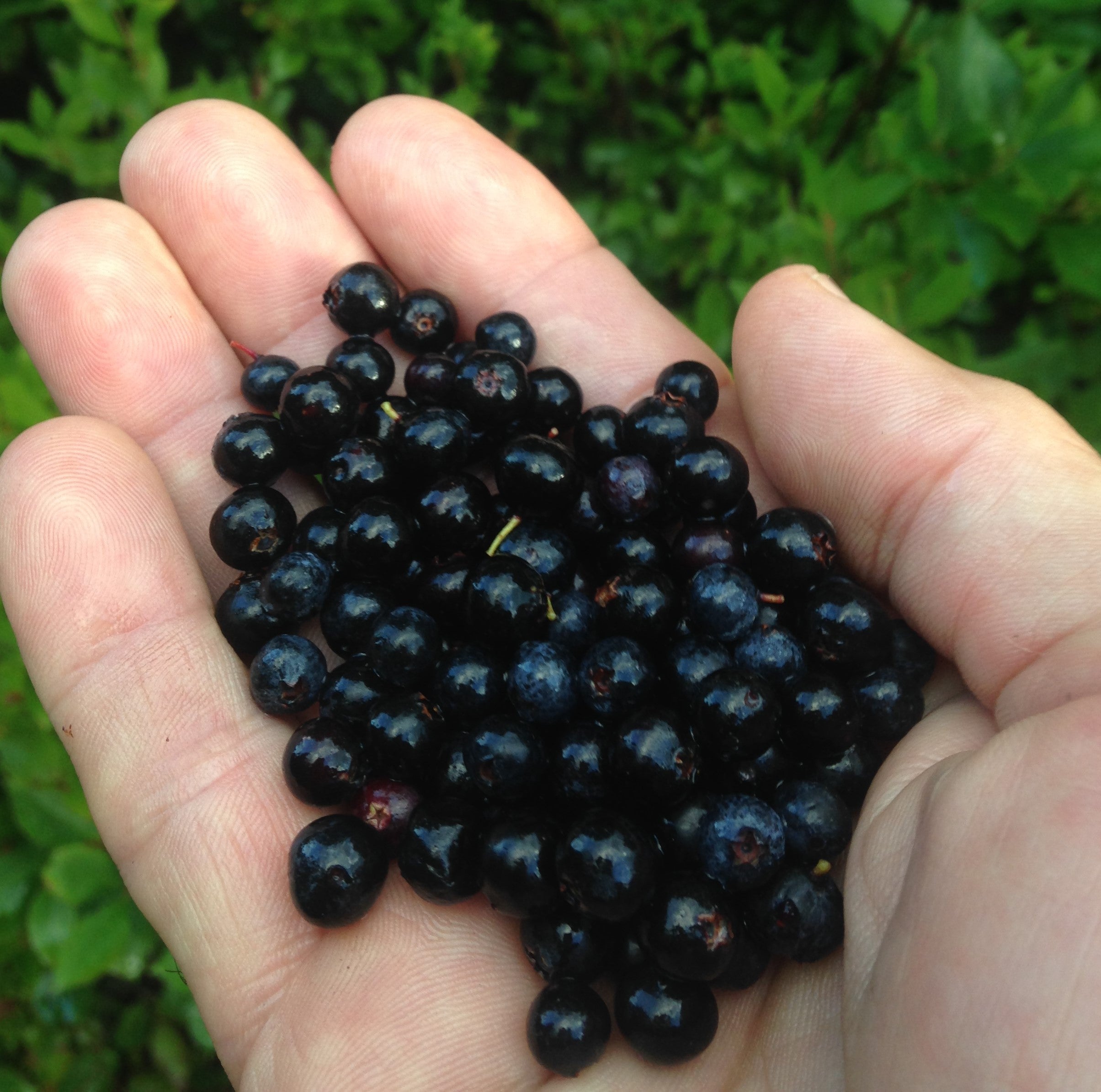 Dolly Sods Wilderness trails are lined with huckleberries (wild blueberries). Which is a main attraction for local bear life.
