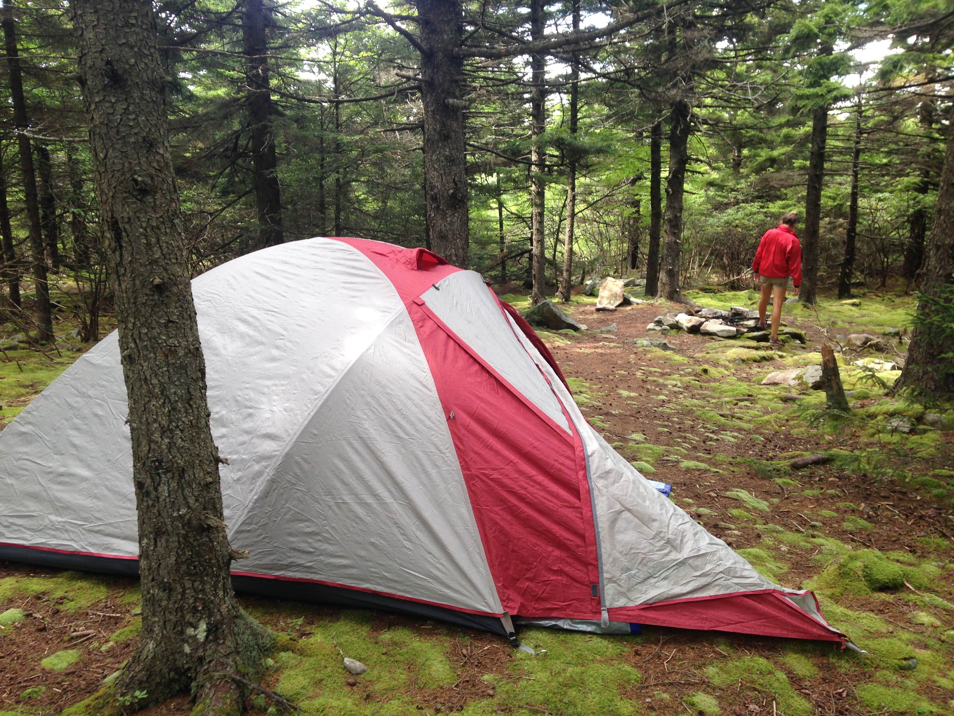 Camper submitted image from Spruce Knob and Spruce Knob Observation Tower - 4