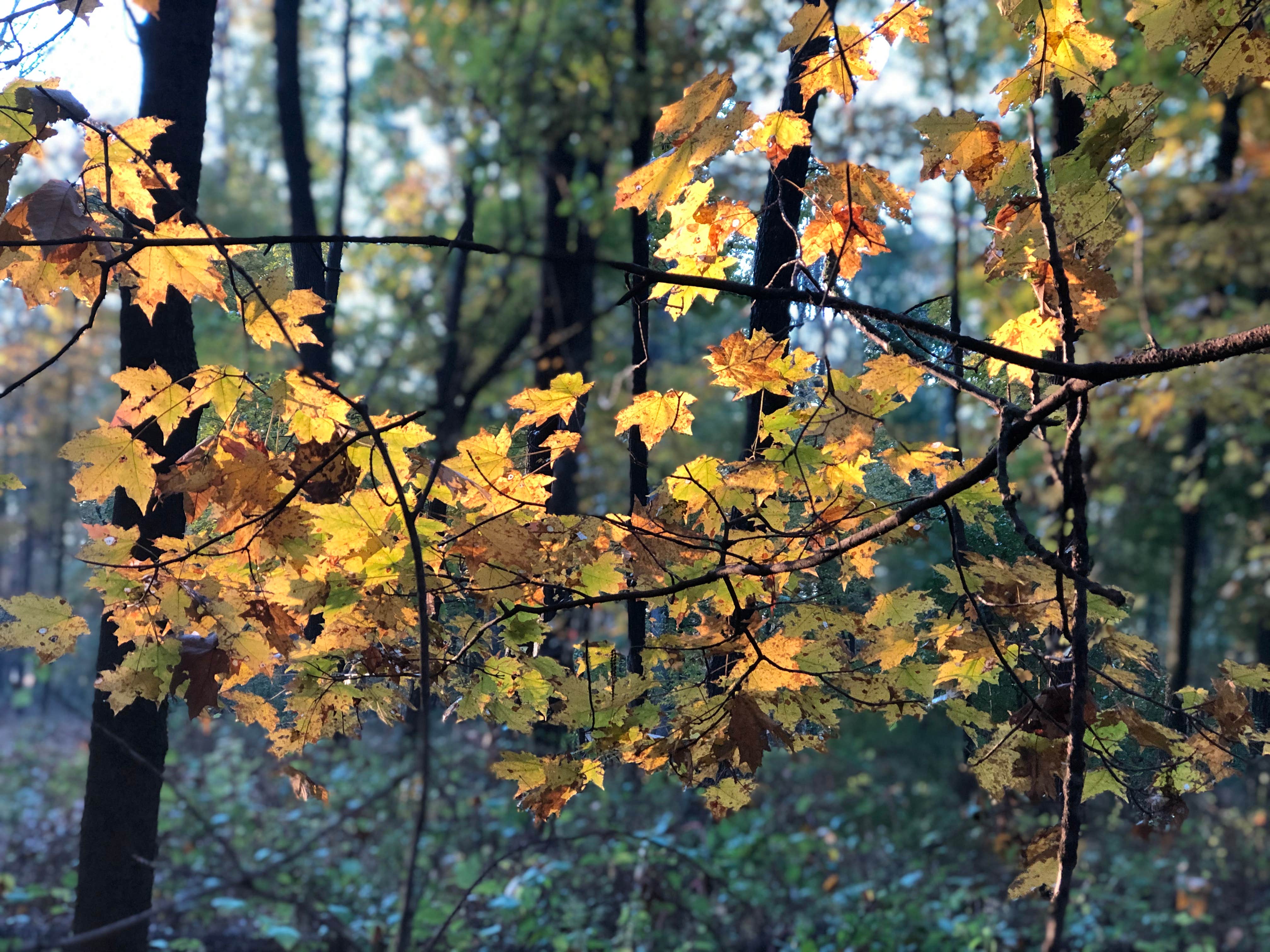 Camper submitted image from Tohickon Valley County Park - 2