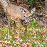 Review photo of Dunn Point Campground — Lily Bay State Park by Shari  G., October 31, 2019