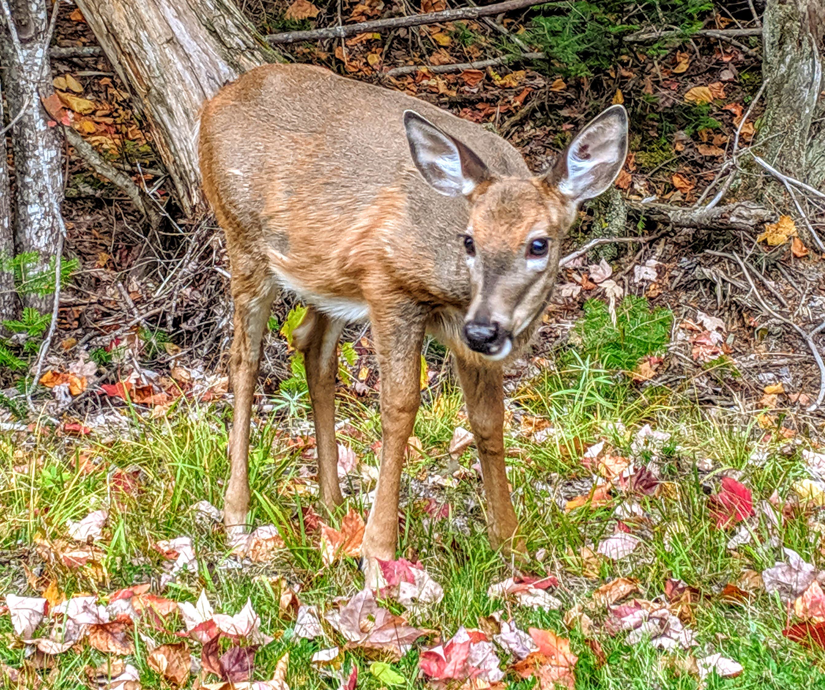 This White-Tailed Deer greeted us at the gate!