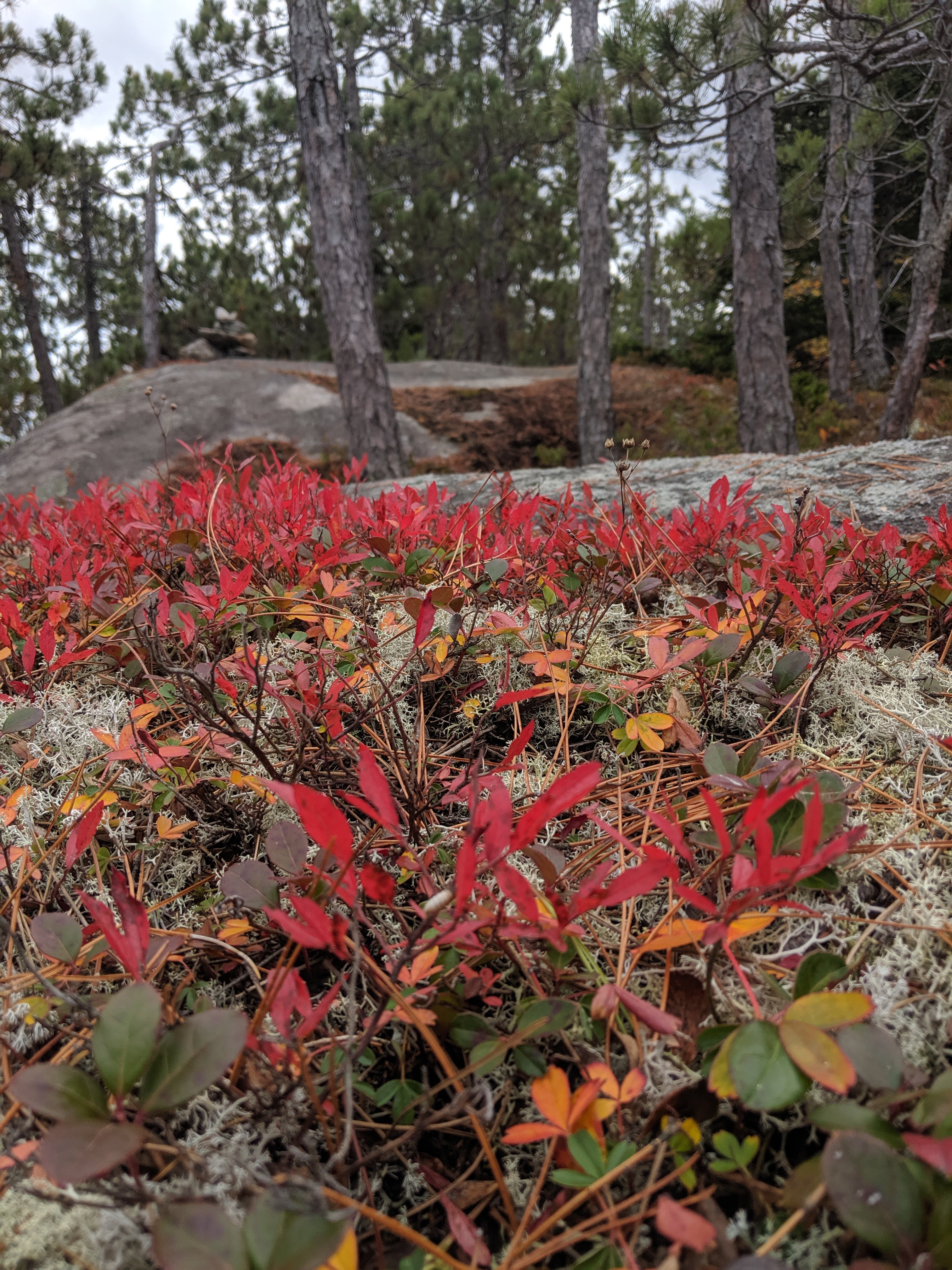 The low bush blueberries make the ground look like it's on fire.