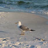 Review photo of Topsail Hill Preserve State Park Campground by Bounding Around , October 31, 2019