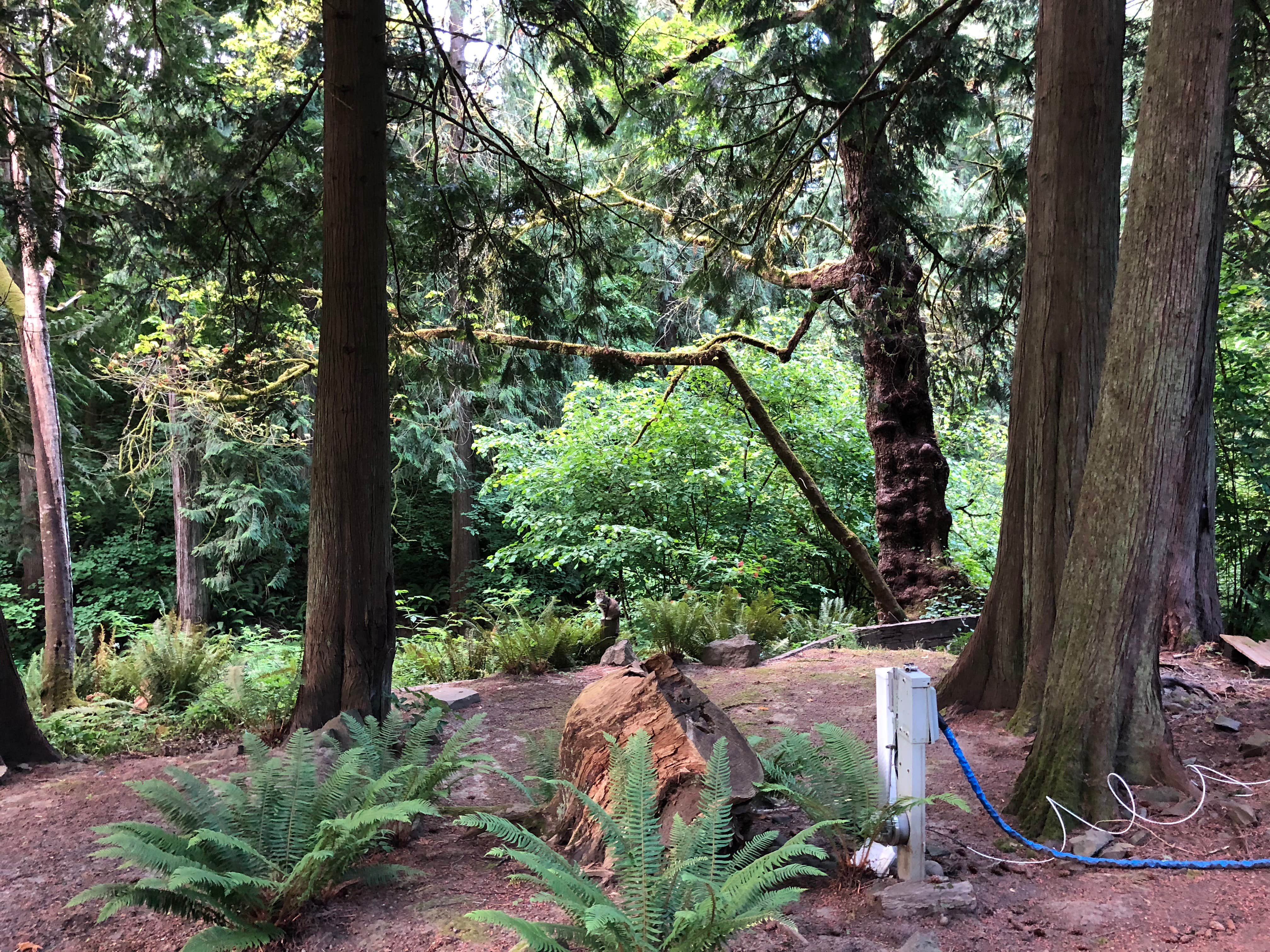 Camper-submitted photo at Cedars RV Park near Toledo, WA