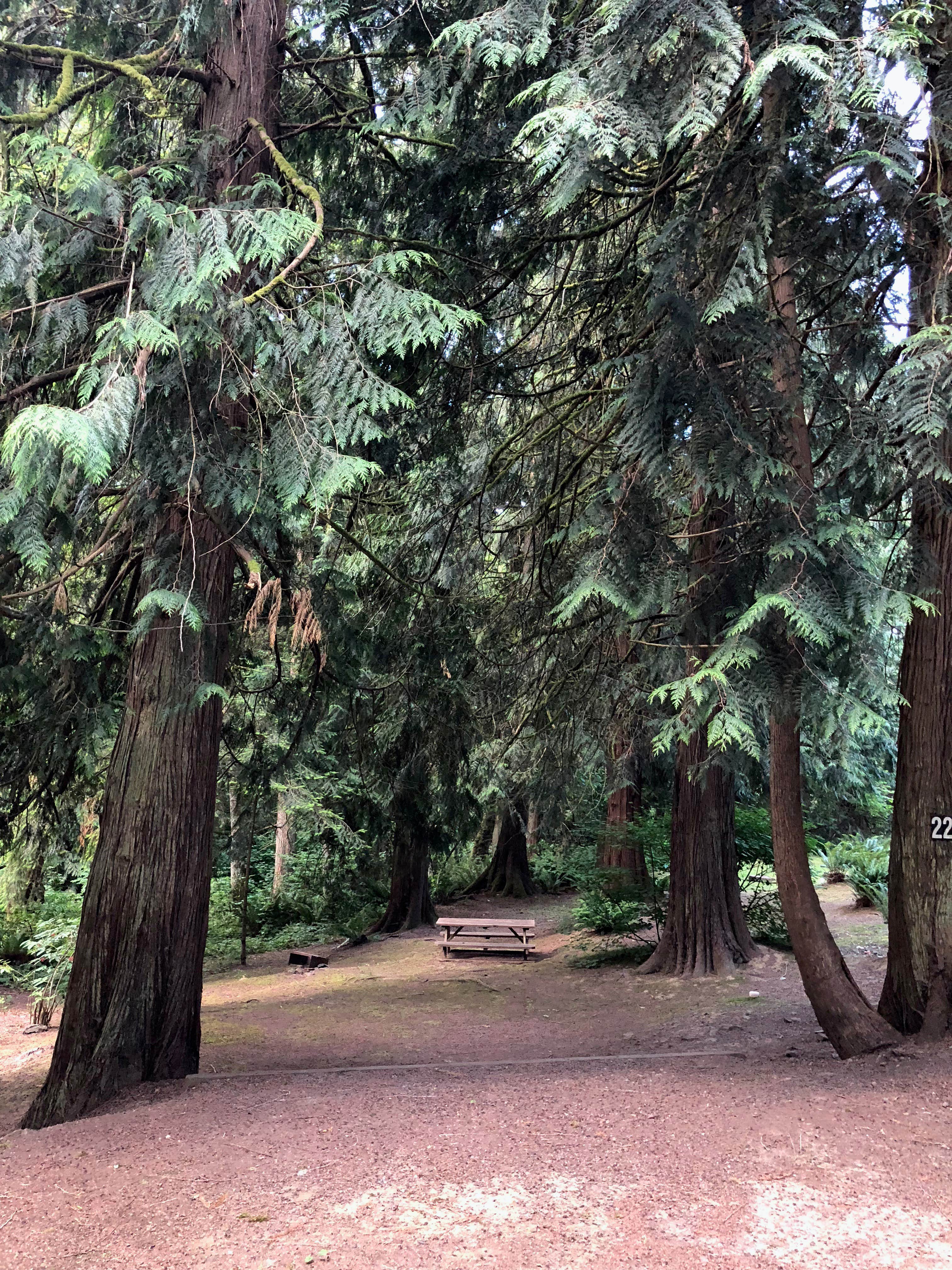 Camper-submitted photo at Cedars RV Park near Toledo, WA