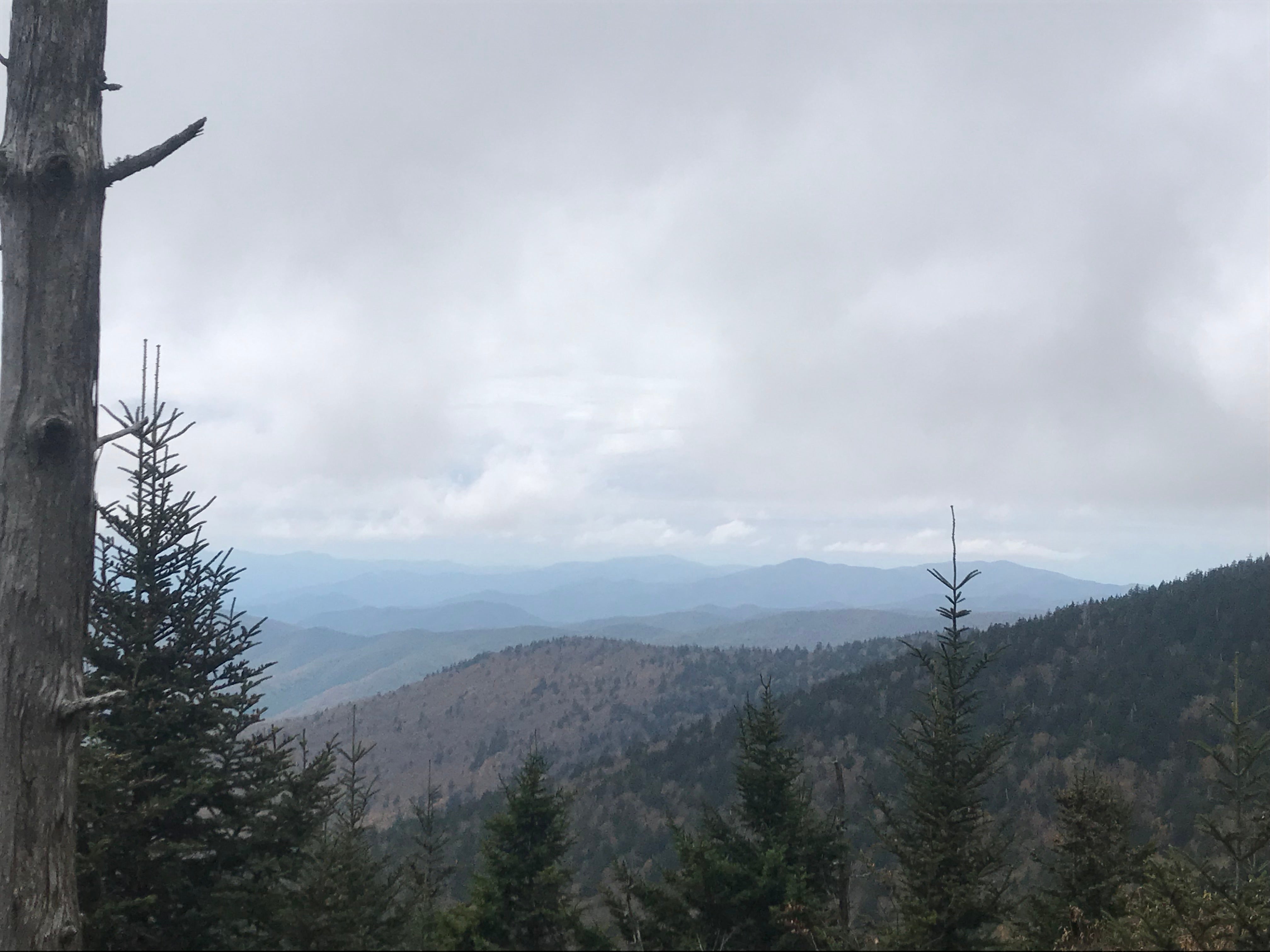 More photos from Clingman's Dome walkway