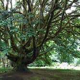 Review photo of Fairholme Campground — Olympic National Park by Elizabeth K., August 19, 2017