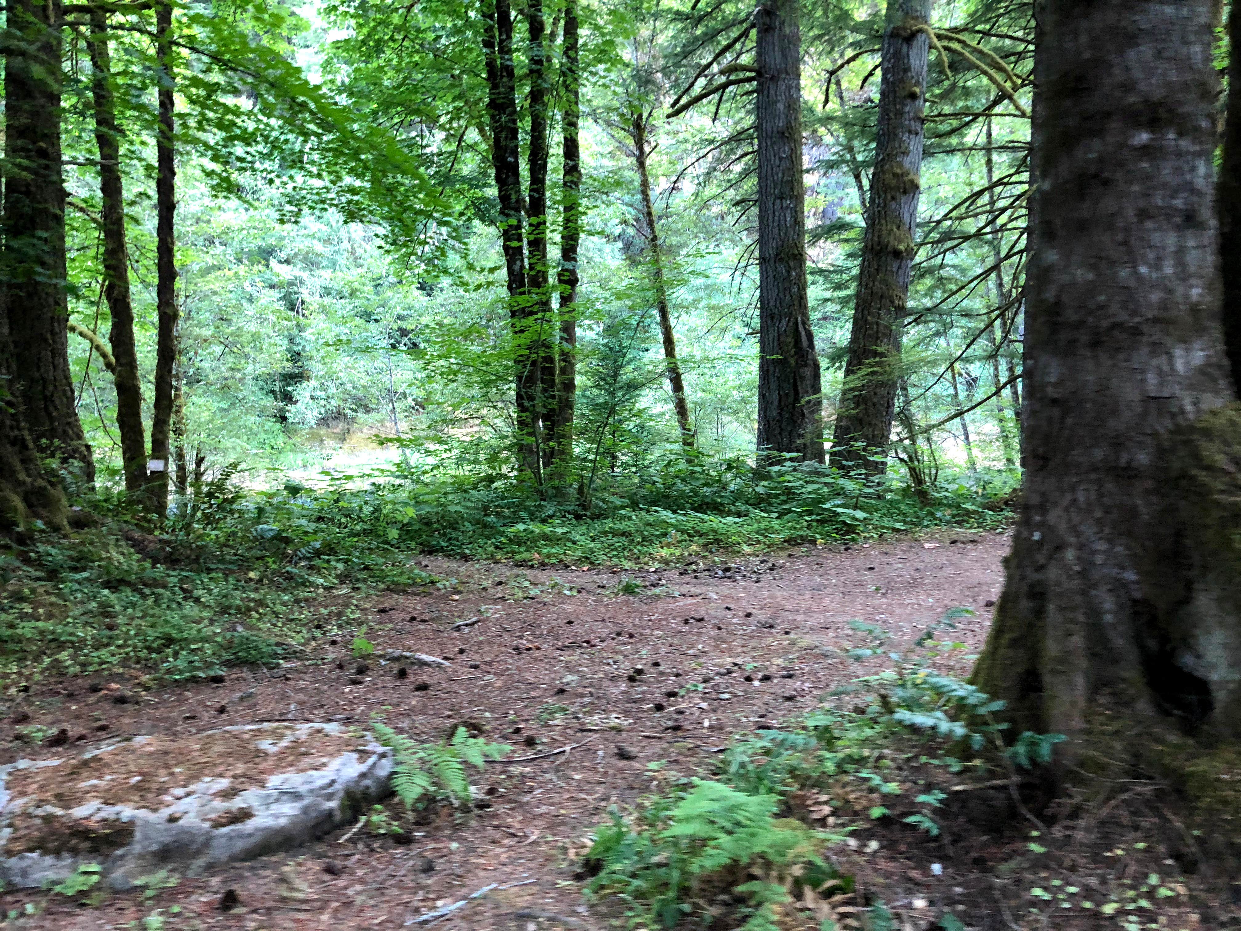 Mount Hood National Forest Sunstrip Campground - TEMPORARILY CLOSE DUE TO FIRE DAMAGE