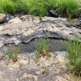 Review photo of Tillamook Forest Dispersed on the Nehalem River by Corinna B., July 17, 2018