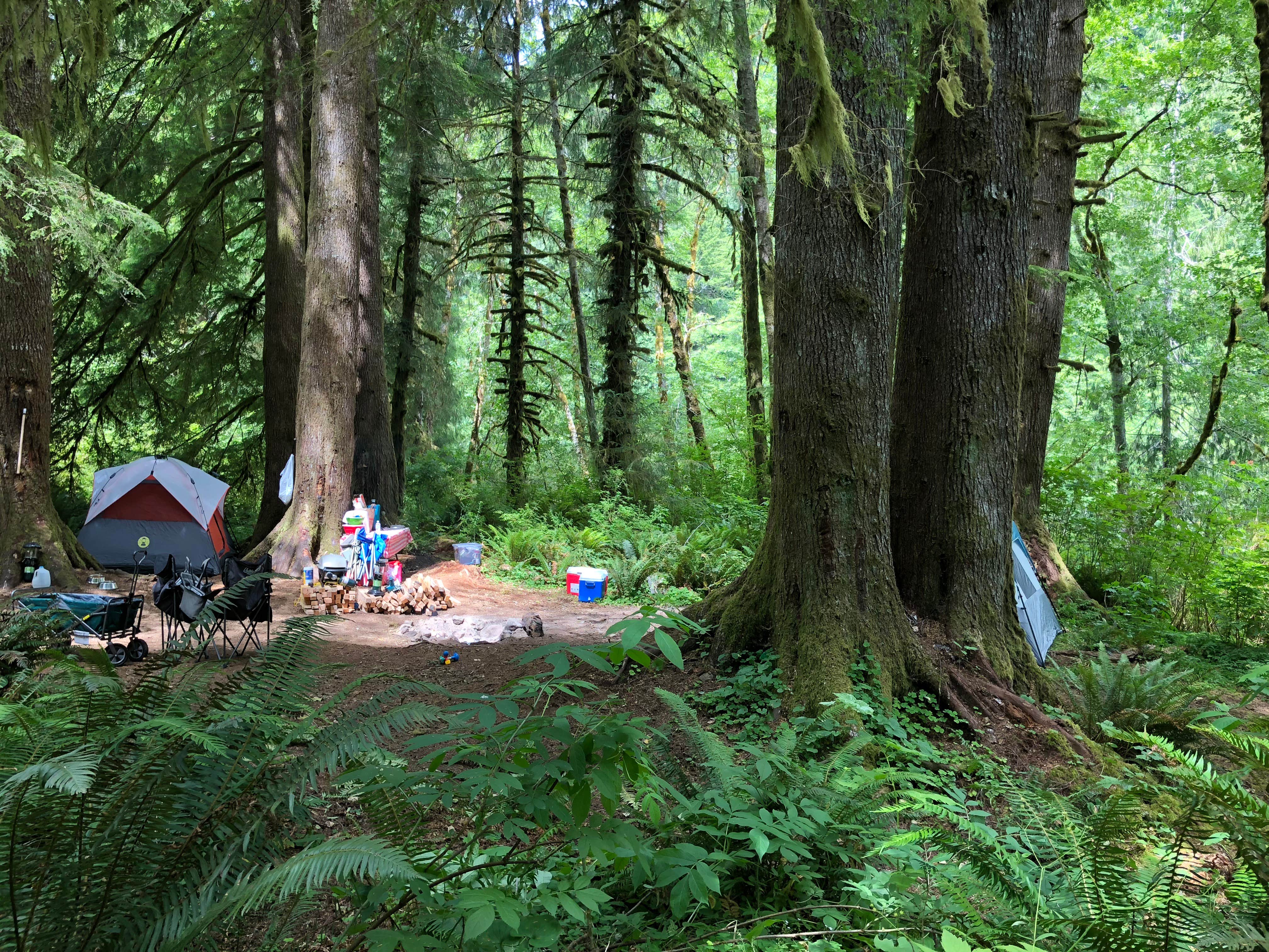 Corinna B.'s photo of tent camping at Tillamook Forest Dispersed on the Nehalem River near Astoria, OR