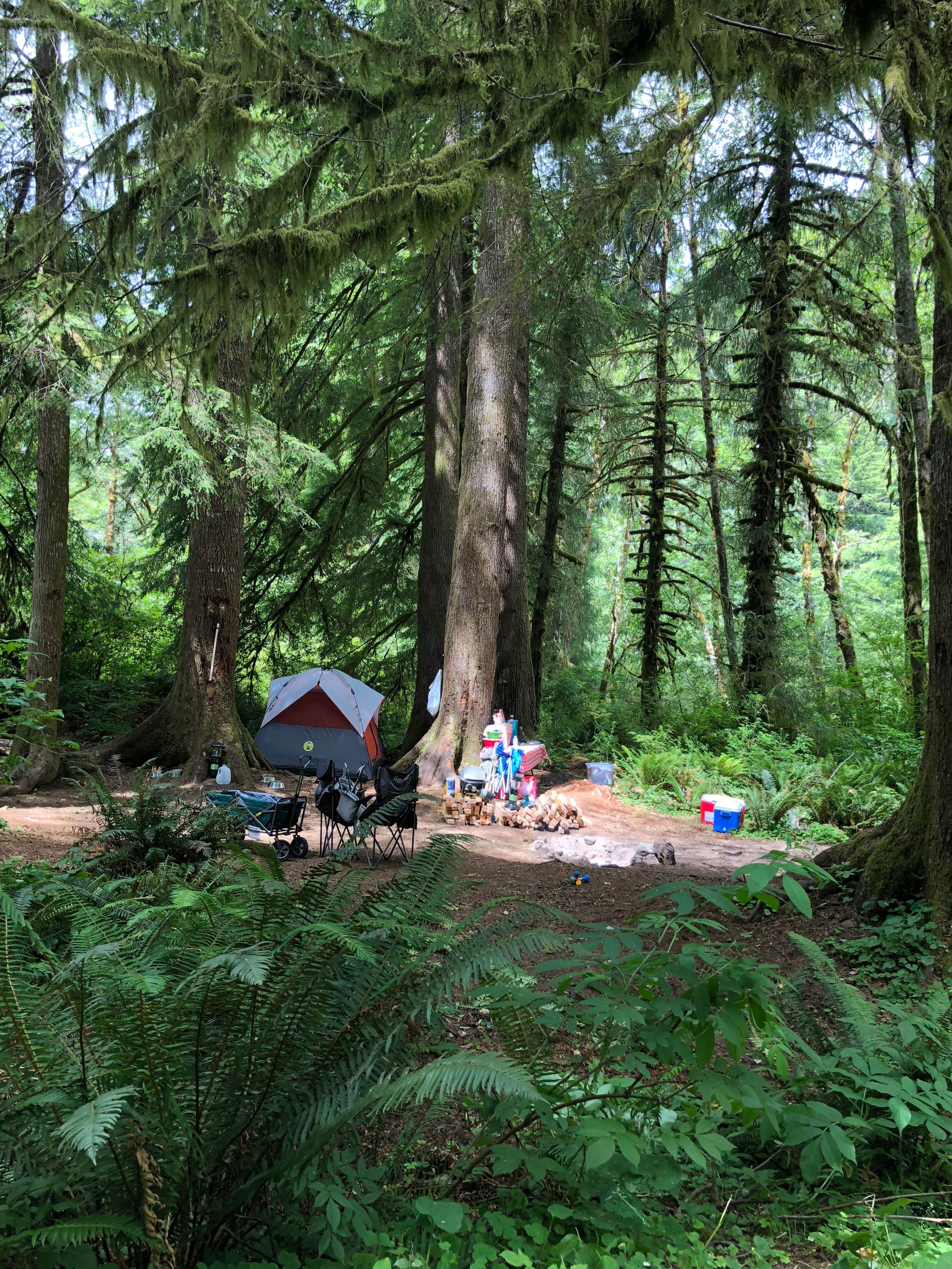 Tillamook Forest Dispersed on the Nehalem River Camping