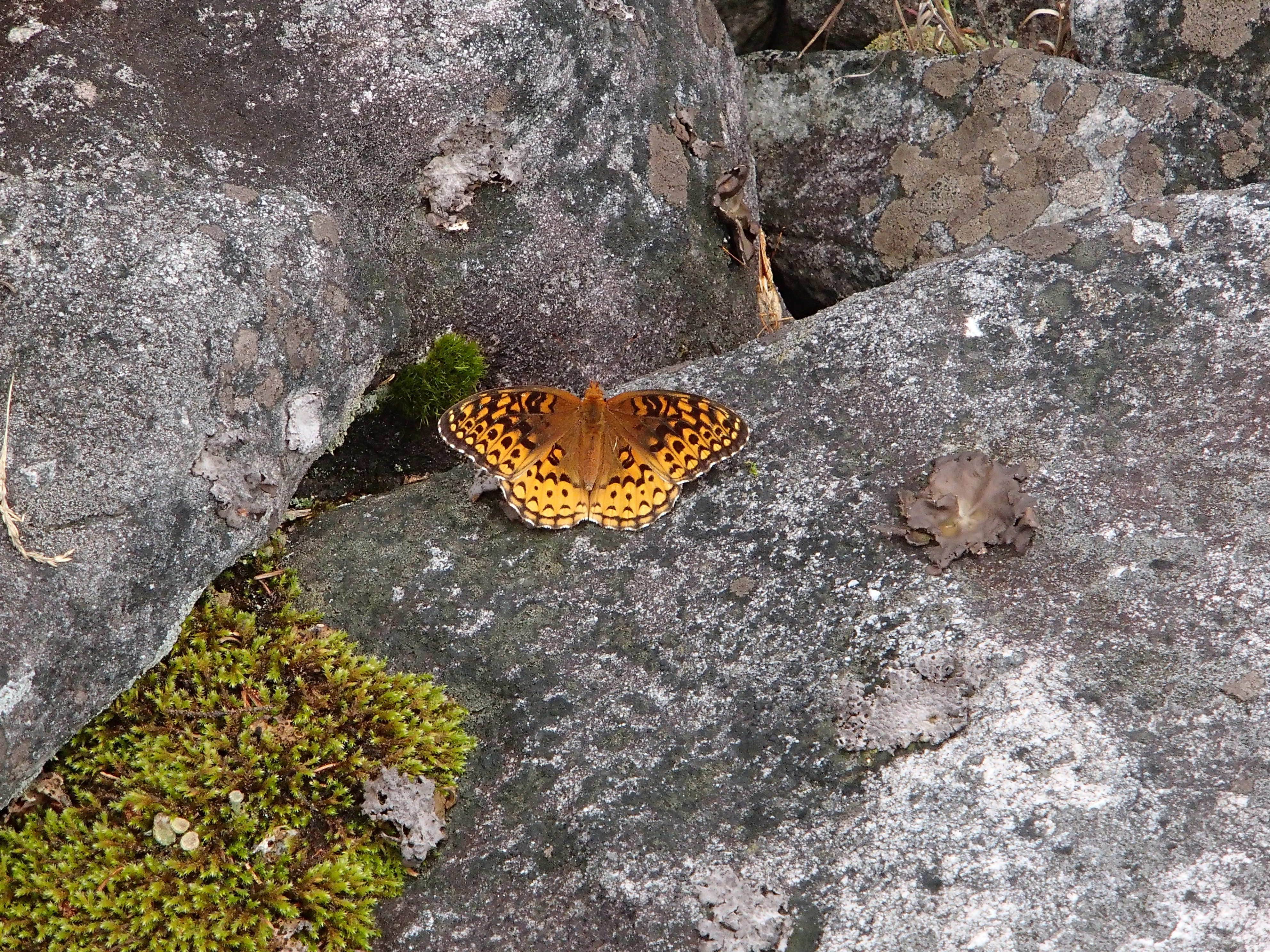 Dave V.'s photo of camping with pets at Spruce Knob and Spruce Knob Observation Tower near Durbin, WV