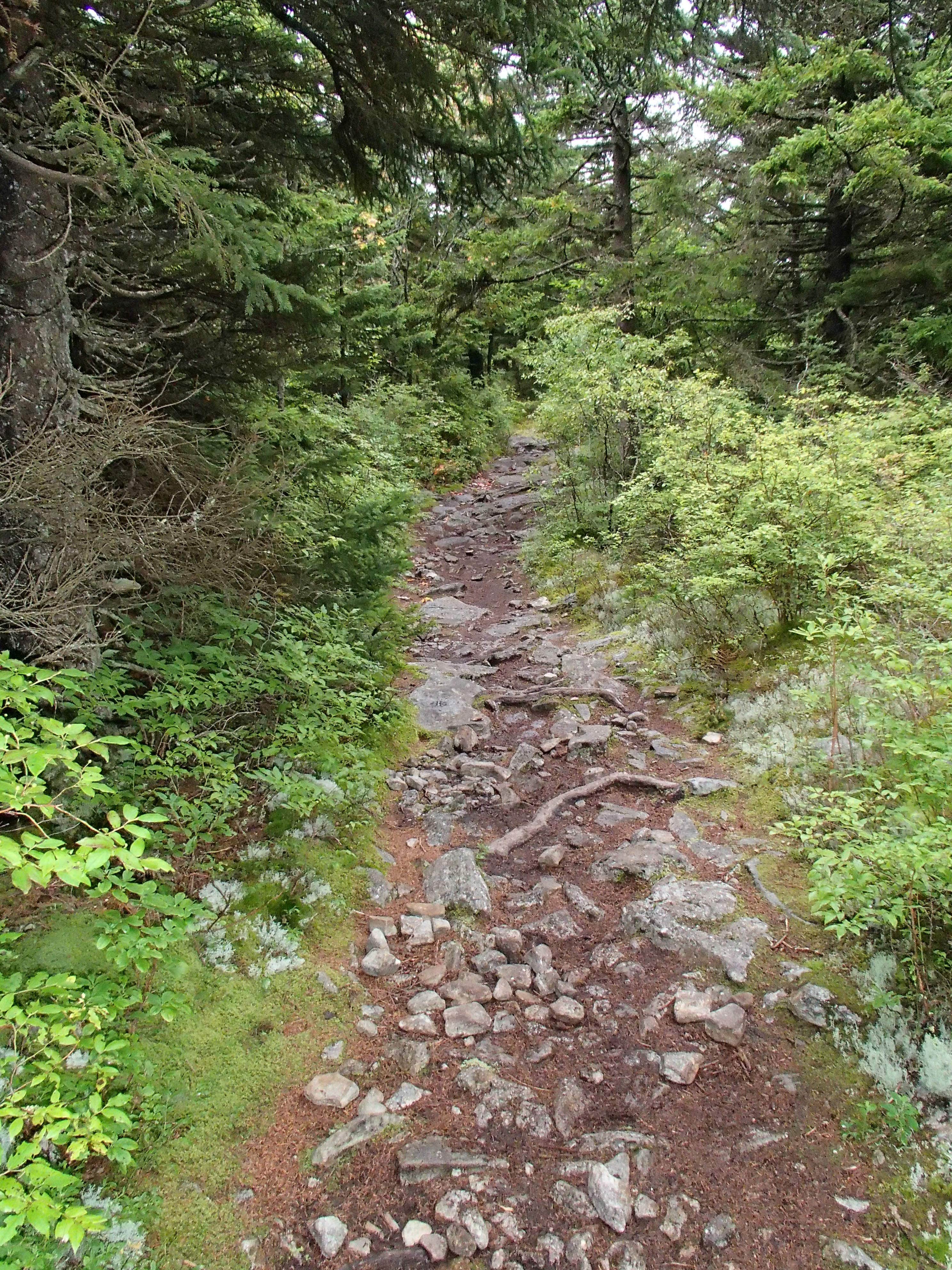 Camper-submitted photo at Spruce Knob and Spruce Knob Observation Tower near Glady, WV