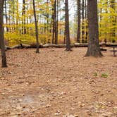 Review photo of Bear Brook State Park Campground by Jean C., November 1, 2019