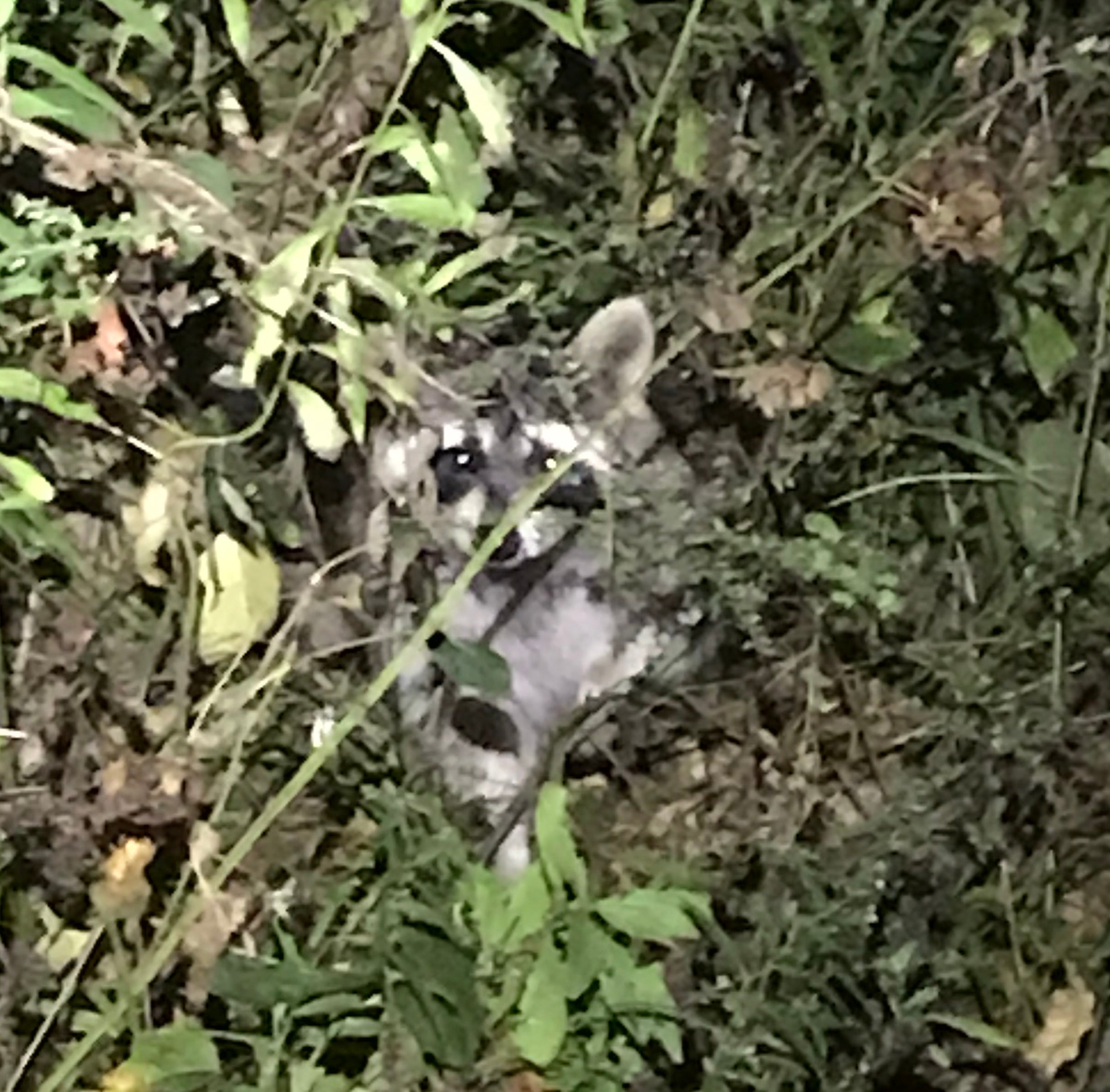 Thieving Banded Trash Panda had absolutely no fear...having to be scared off...only to return to paw around the exterior of the tent in the early evening.