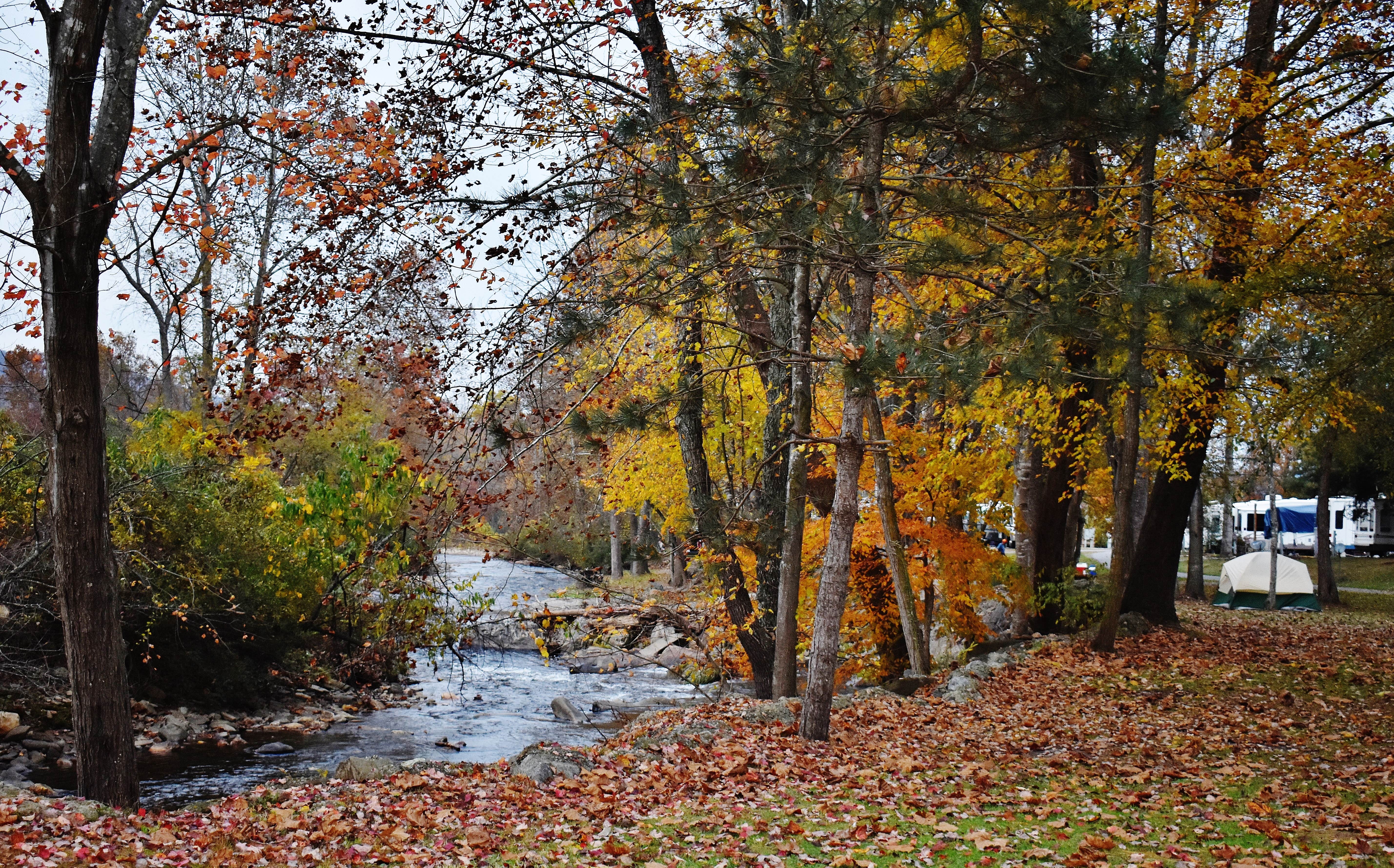 Camper submitted image from Winngray Family Campground - 4