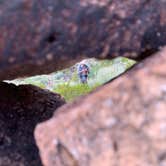 Review photo of Seep Spring on the Rancherias Loop — Big Bend Ranch State Park by Troy W., November 1, 2019