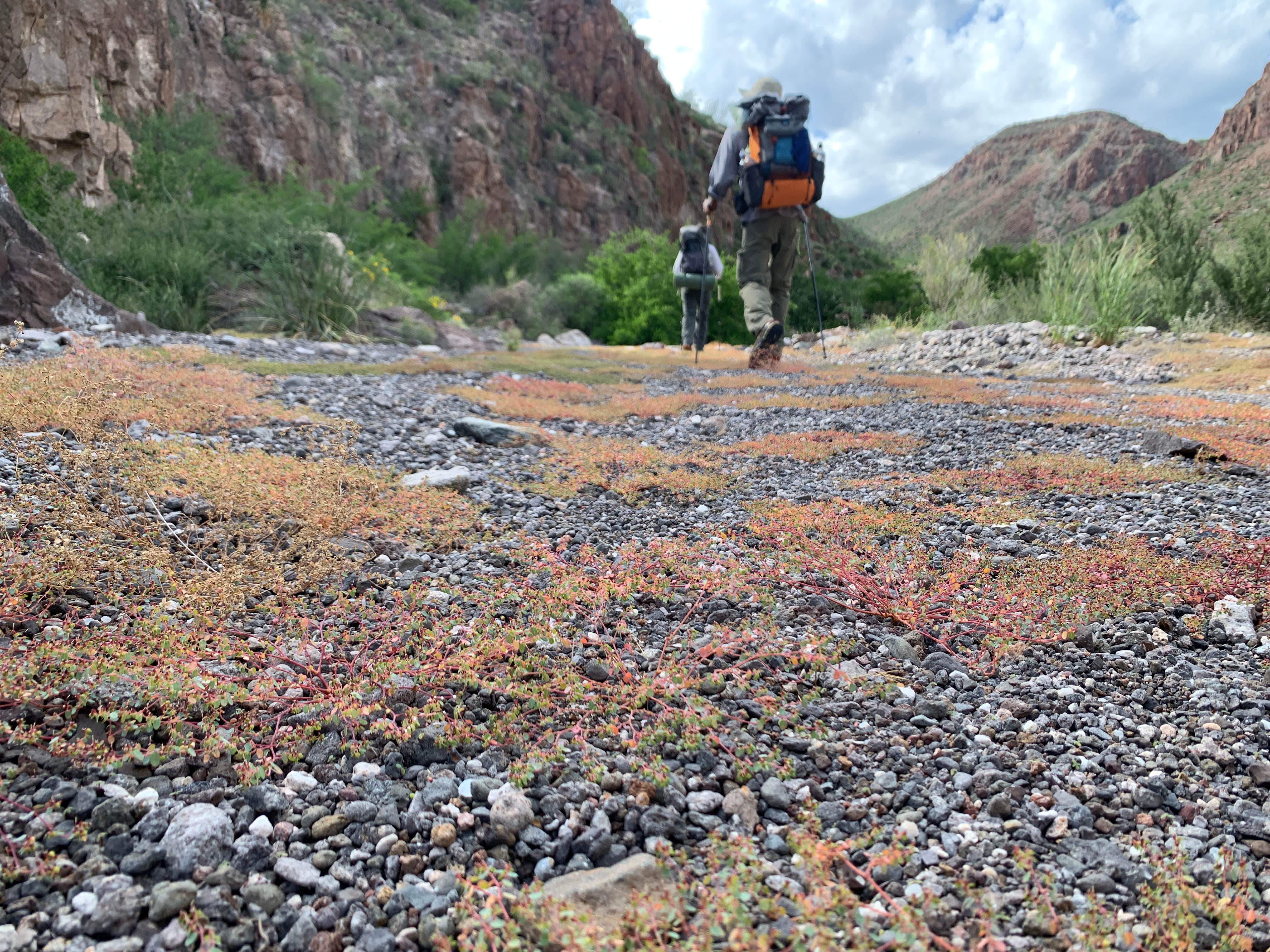 Camper submitted image from Seep Spring on the Rancherias Loop — Big Bend Ranch State Park - 2