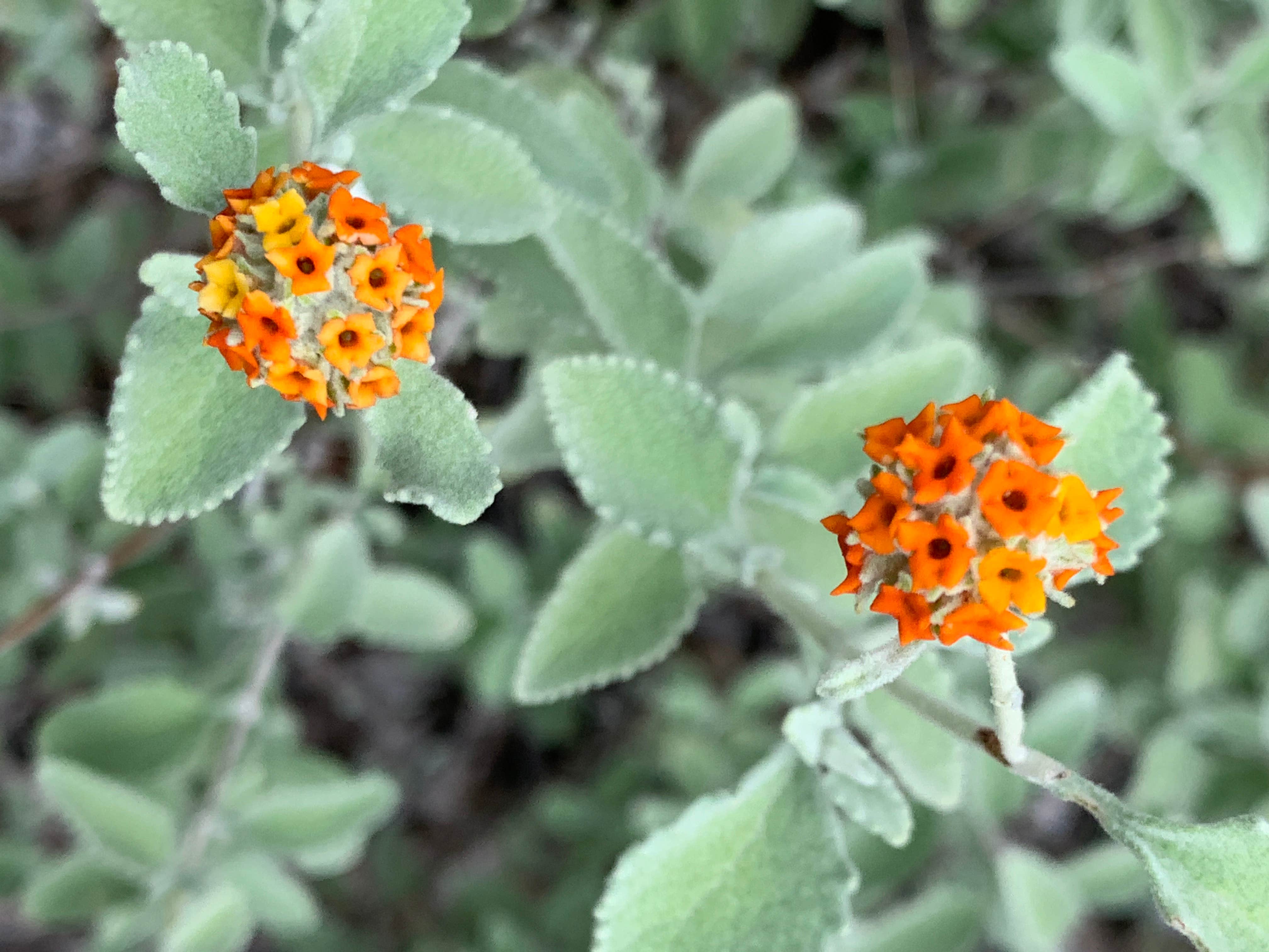 Camper-submitted photo at Seep Spring on the Rancherias Loop — Big Bend Ranch State Park near Terlingua, TX