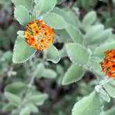 Review photo of Seep Spring on the Rancherias Loop — Big Bend Ranch State Park by Troy W., November 1, 2019