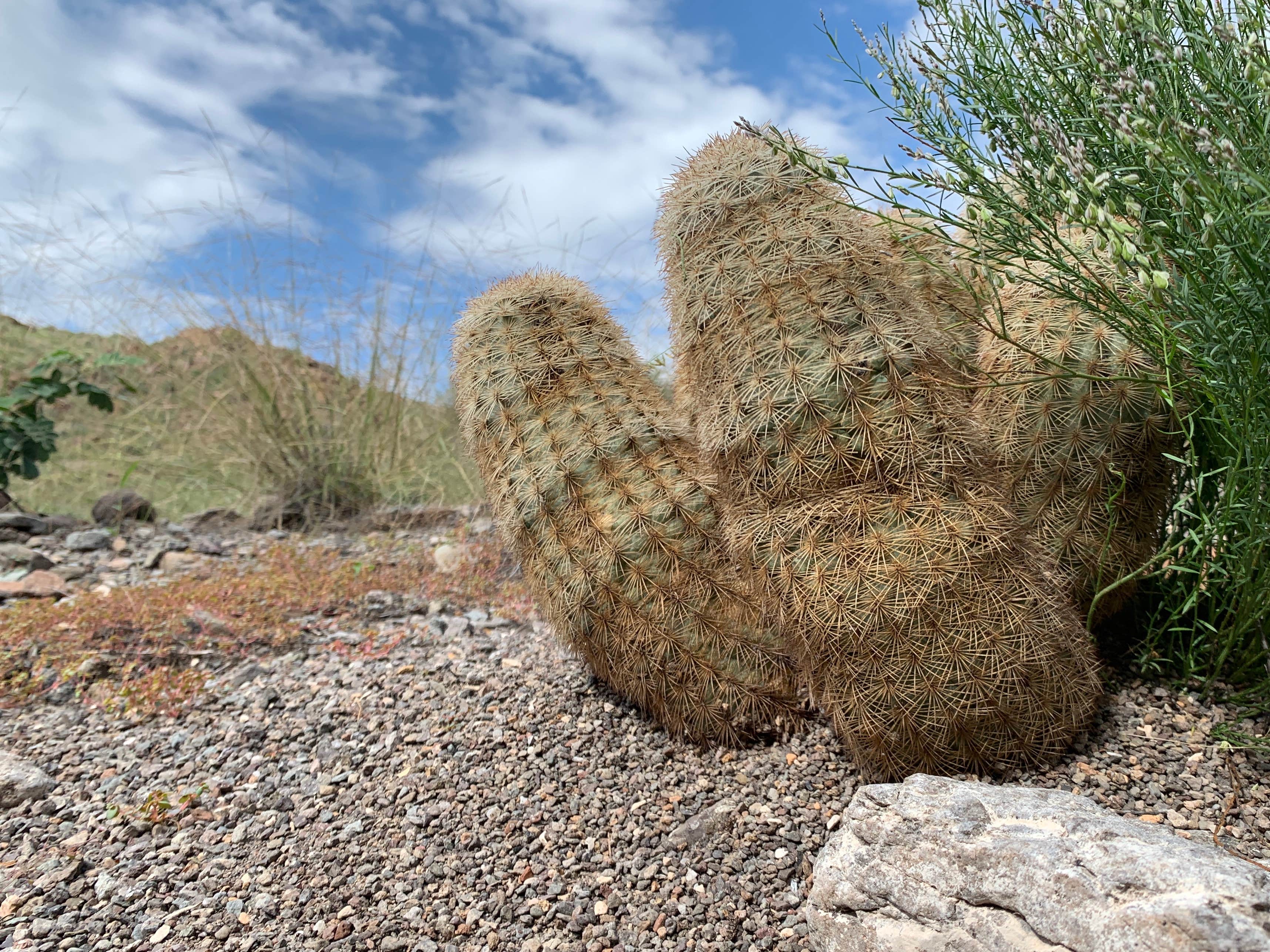 Camper-submitted photo at Casa Reza Farmhouse and Creek on the Rancherias Loop Primitive Camping — Big Bend Ranch State Park near Redford, TX