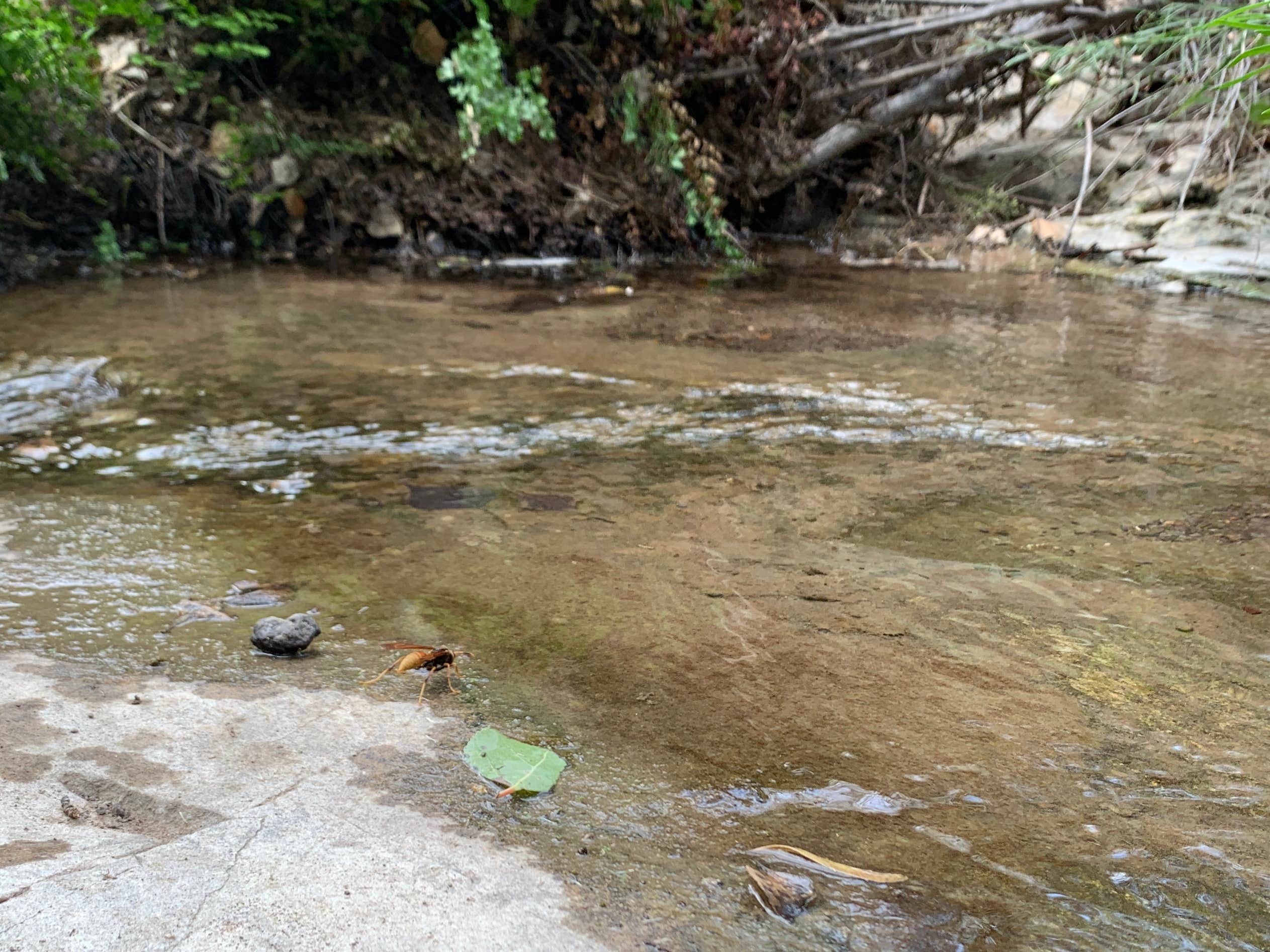 Camper-submitted photo at Casa Reza Farmhouse and Creek on the Rancherias Loop Primitive Camping — Big Bend Ranch State Park near Redford, TX