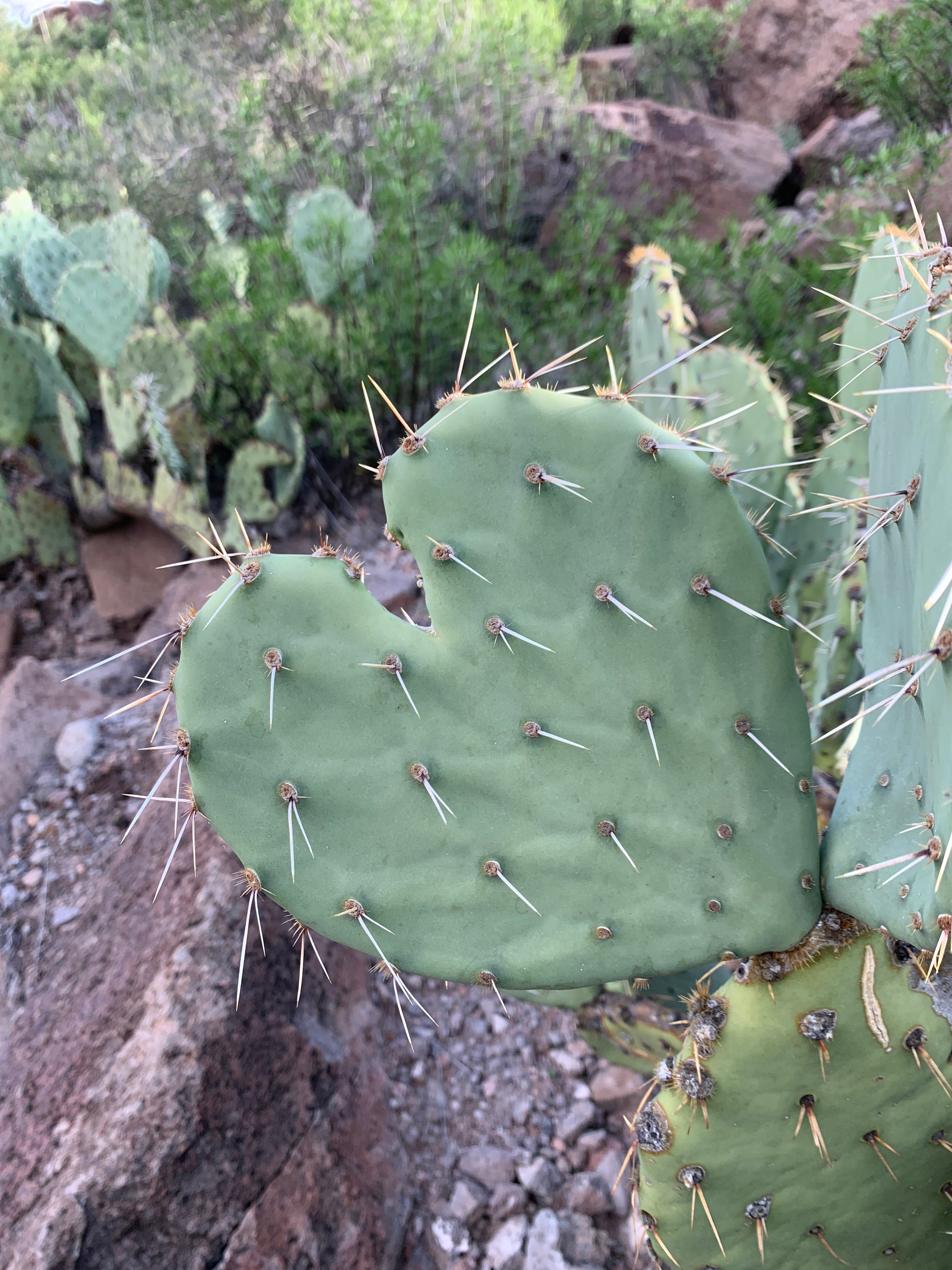 Love Texas Cacti