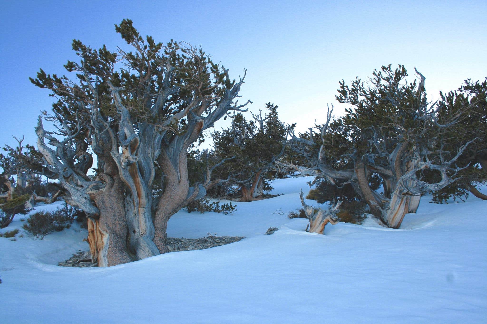 Camping near Lower Basin Campground: Marjum Canyon - Dispersed, Hinckley, Utah