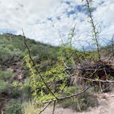 Review photo of Rancherias Spring on the Rancherias Loop at Big Bend Ranch State Park by Troy W., November 1, 2019