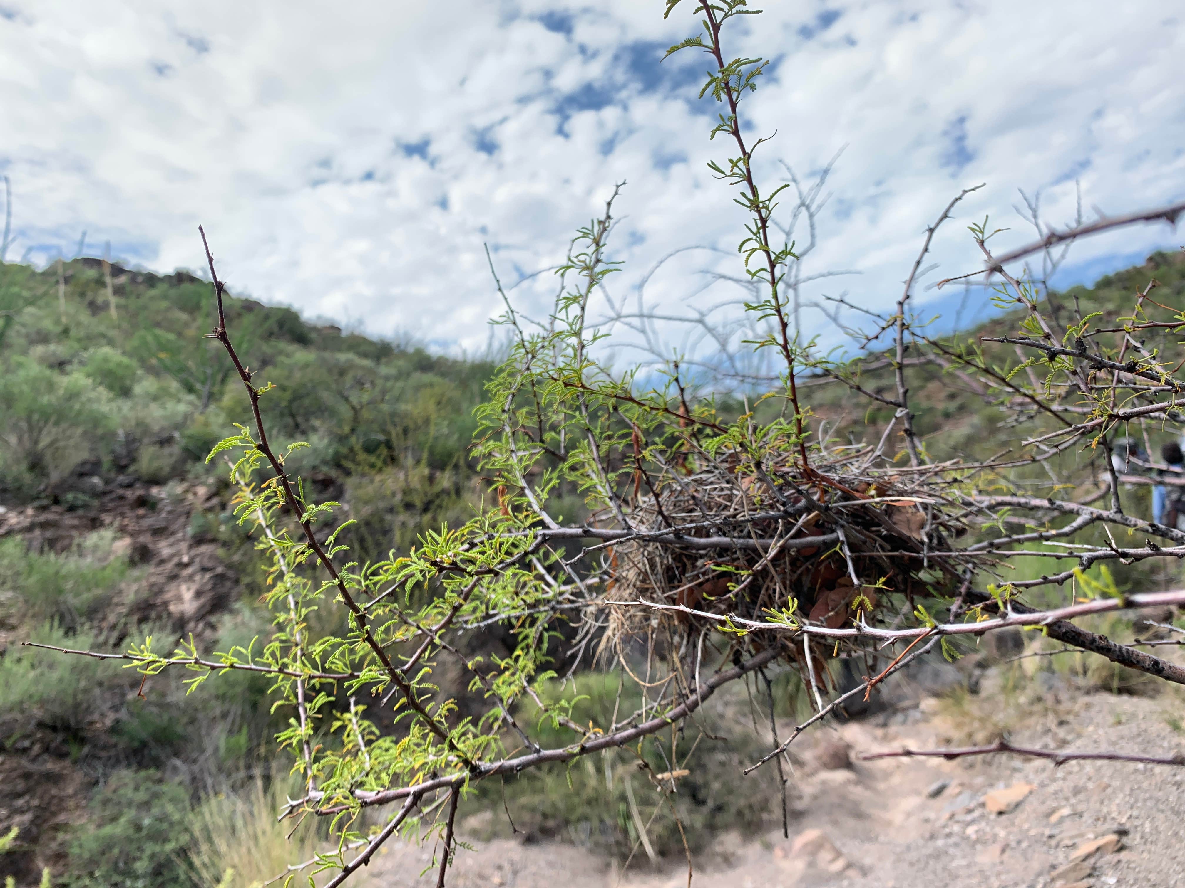 Camper submitted image from Rancherias Spring on the Rancherias Loop at Big Bend Ranch State Park - 2