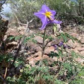 Review photo of Rancherias Spring on the Rancherias Loop at Big Bend Ranch State Park by Troy W., November 1, 2019