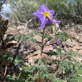 Review photo of Rancherias Spring on the Rancherias Loop — Big Bend Ranch State Park by Troy W., November 1, 2019