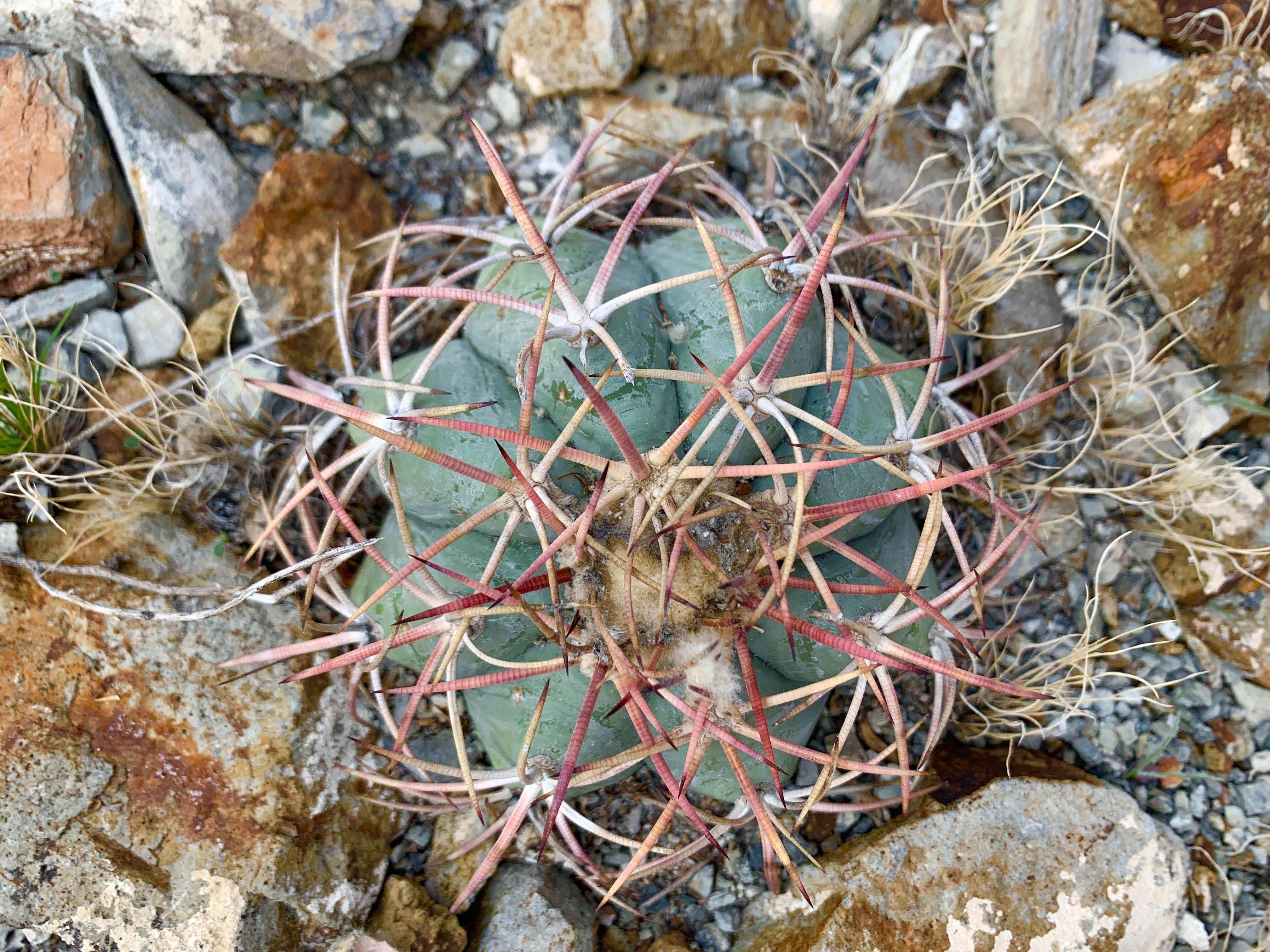 Camper-submitted photo at Rancherias Spring on the Rancherias Loop — Big Bend Ranch State Park near Redford, TX