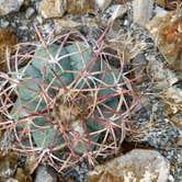 Review photo of Rancherias Spring on the Rancherias Loop at Big Bend Ranch State Park by Troy W., November 1, 2019