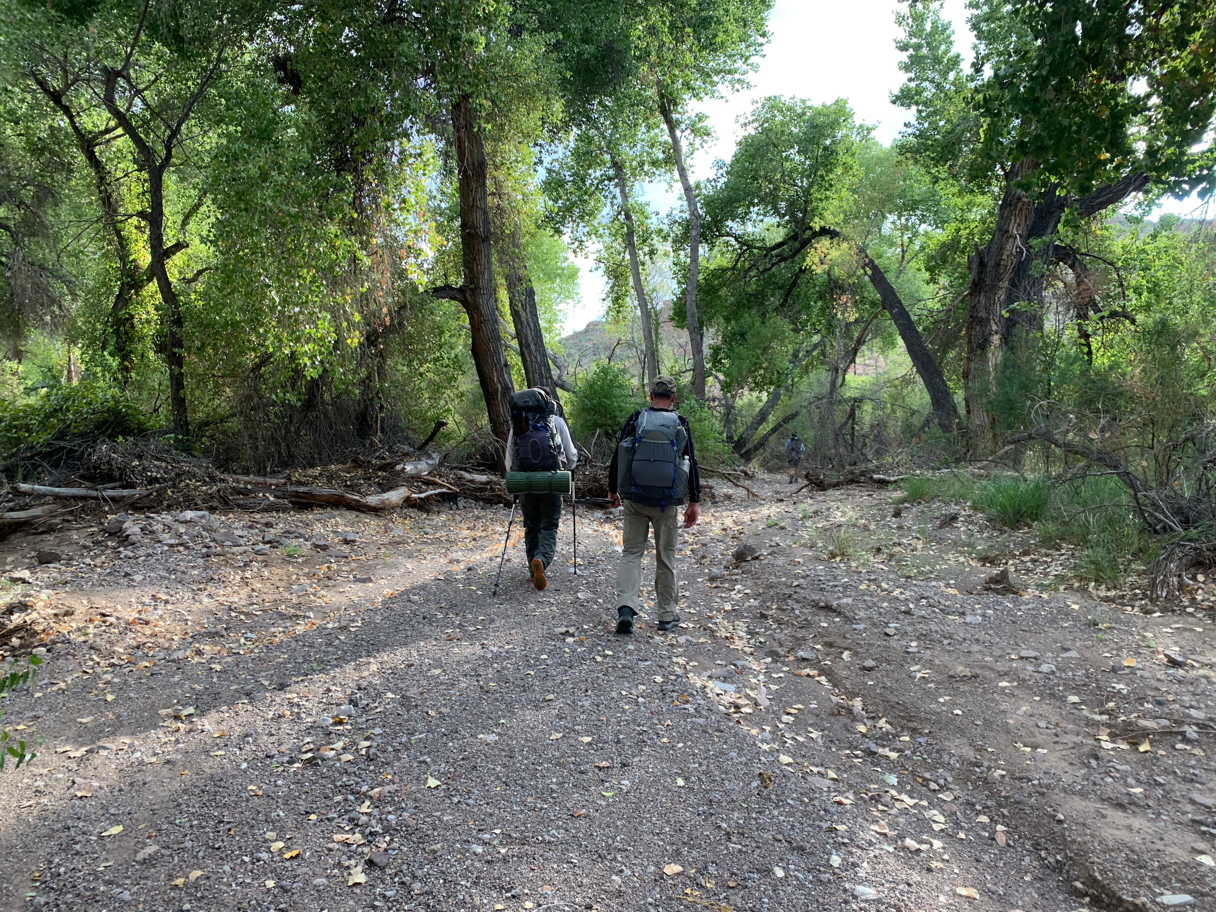 Hiking amongst the cottonwood forest grove