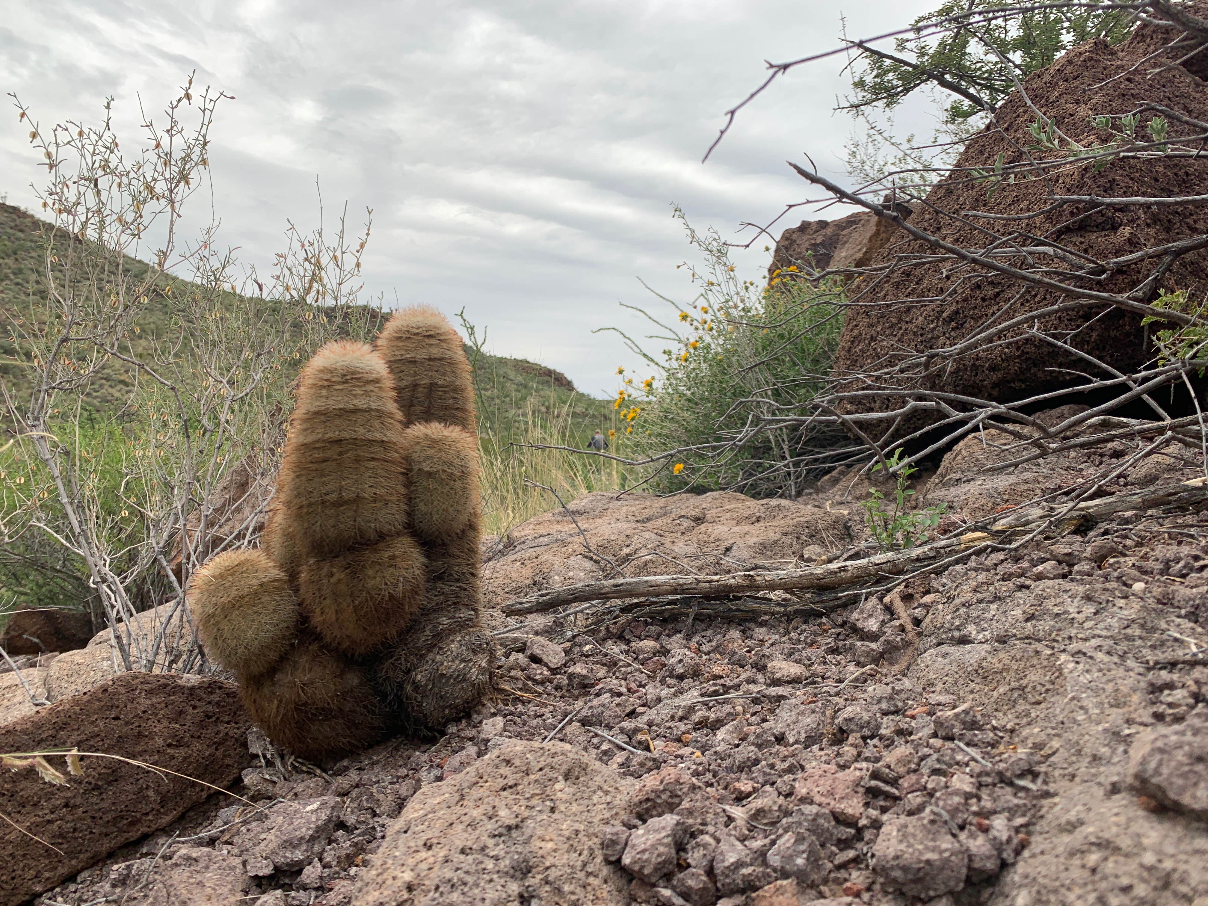 Camper-submitted photo at Rancherias Spring on the Rancherias Loop — Big Bend Ranch State Park near Redford, TX