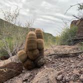 Review photo of Rancherias Spring on the Rancherias Loop at Big Bend Ranch State Park by Troy W., November 1, 2019